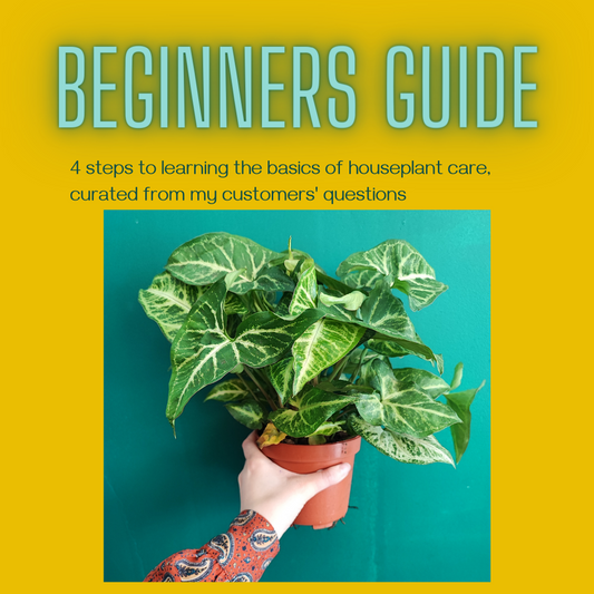 Basics to Caring for your Houseplant