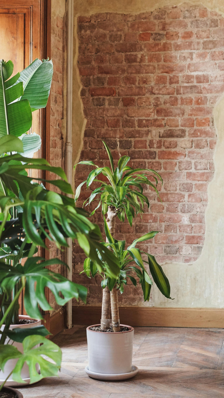 Living and Dining Room Plants