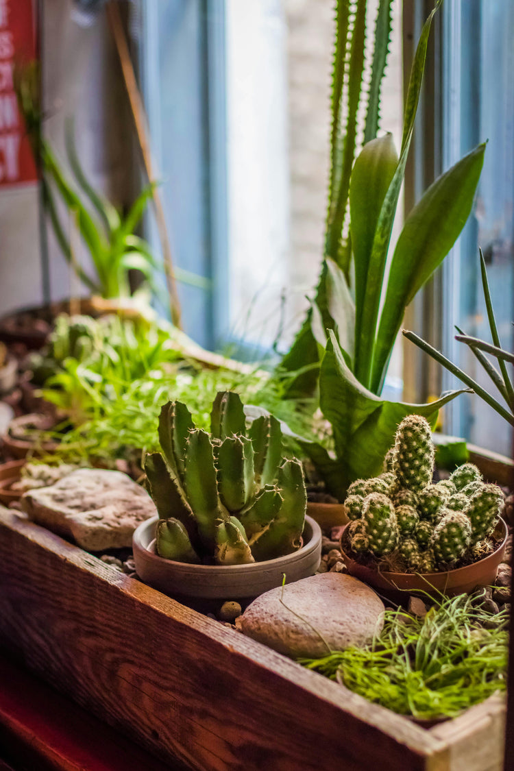 Cacti/Succulents