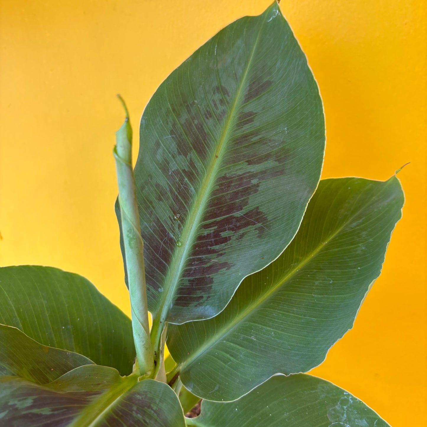 Banana `Tropicana`- Medium