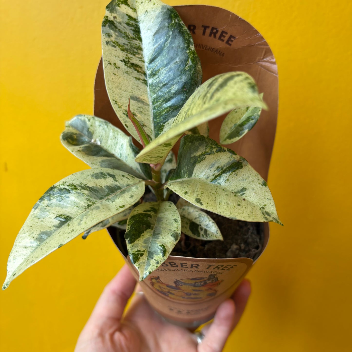 Ficus `Shivereana`- Small
