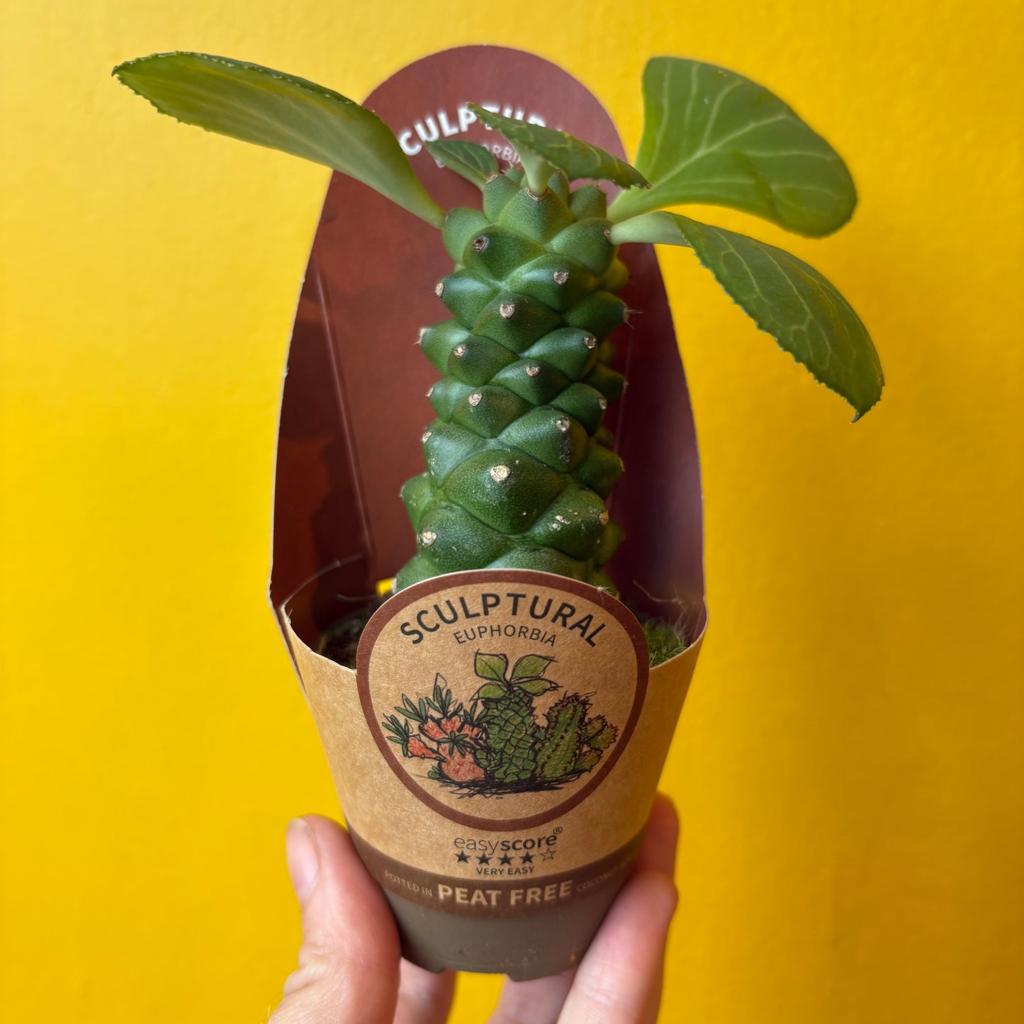 Euphorbia ritchiei - Mini