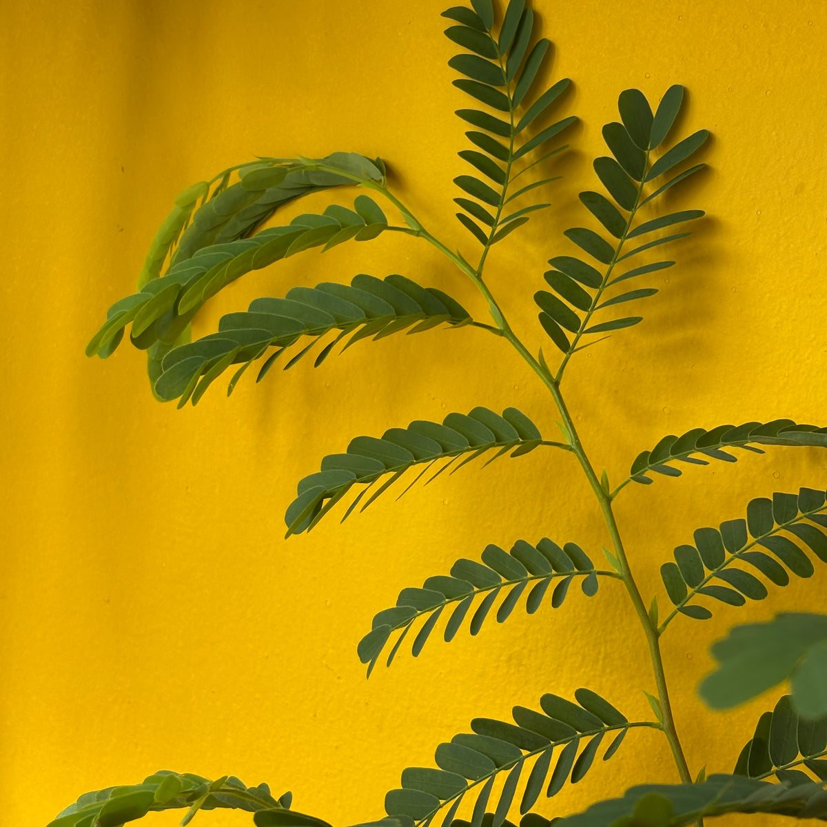 Tamarind Tree - Medium