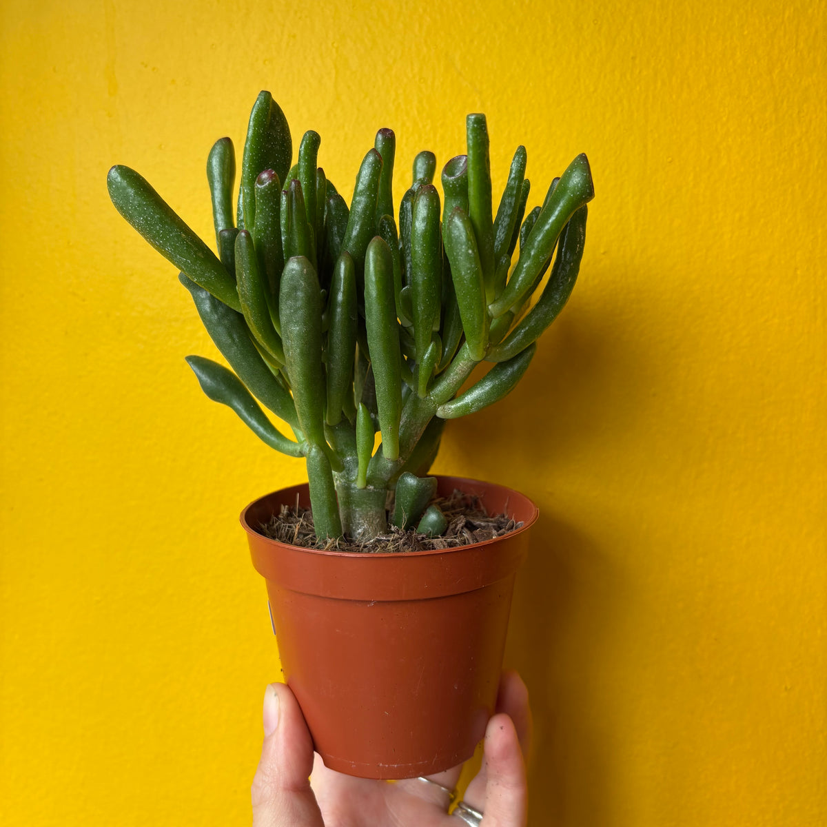 Money Plant `Hobbit`- small
