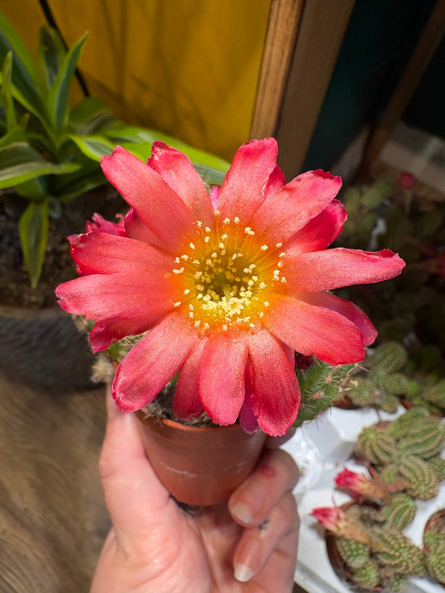 Cactus `Chamaecereus Ubink Cerise` - Mini