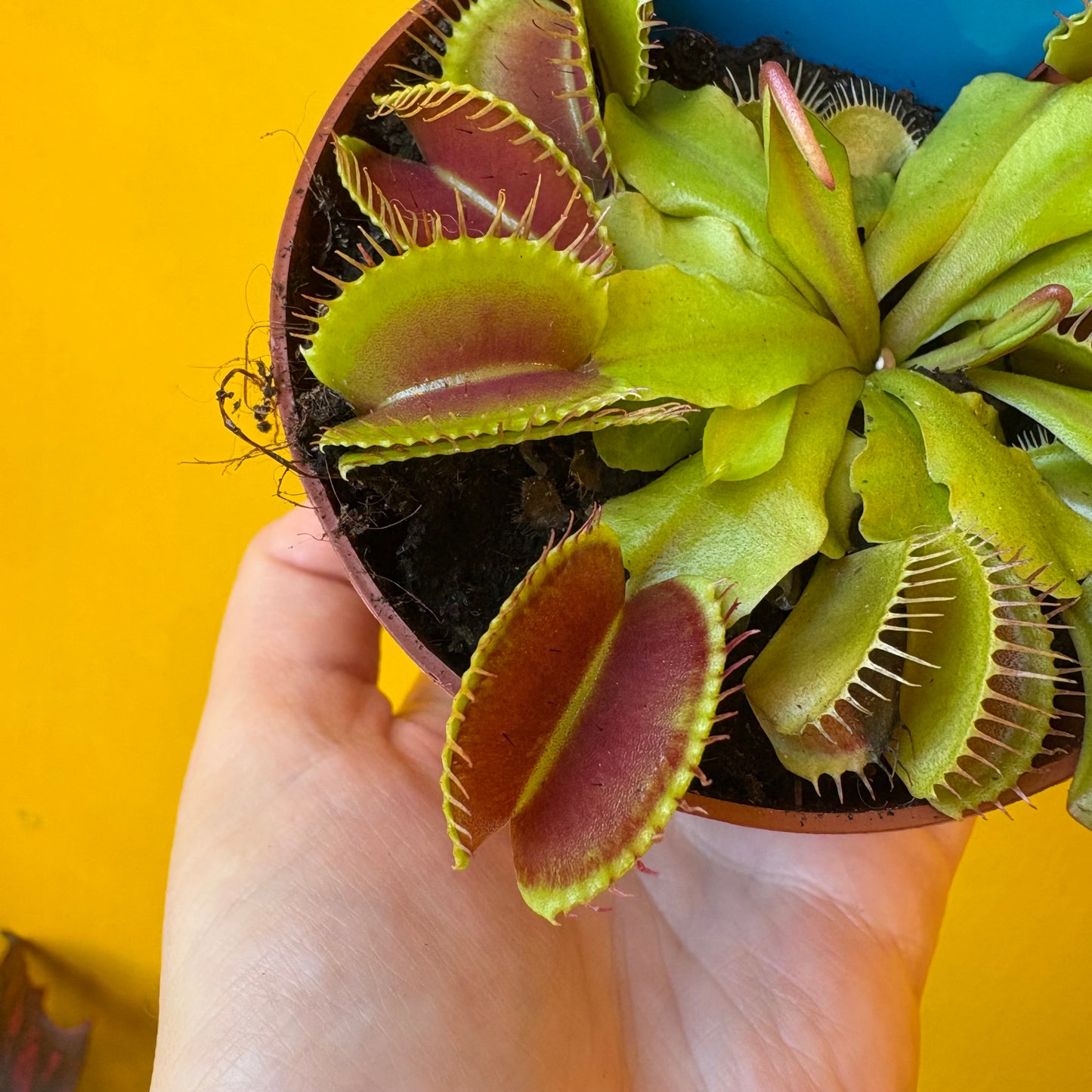 Carnivorous Venus Fly Trap `Flexx`