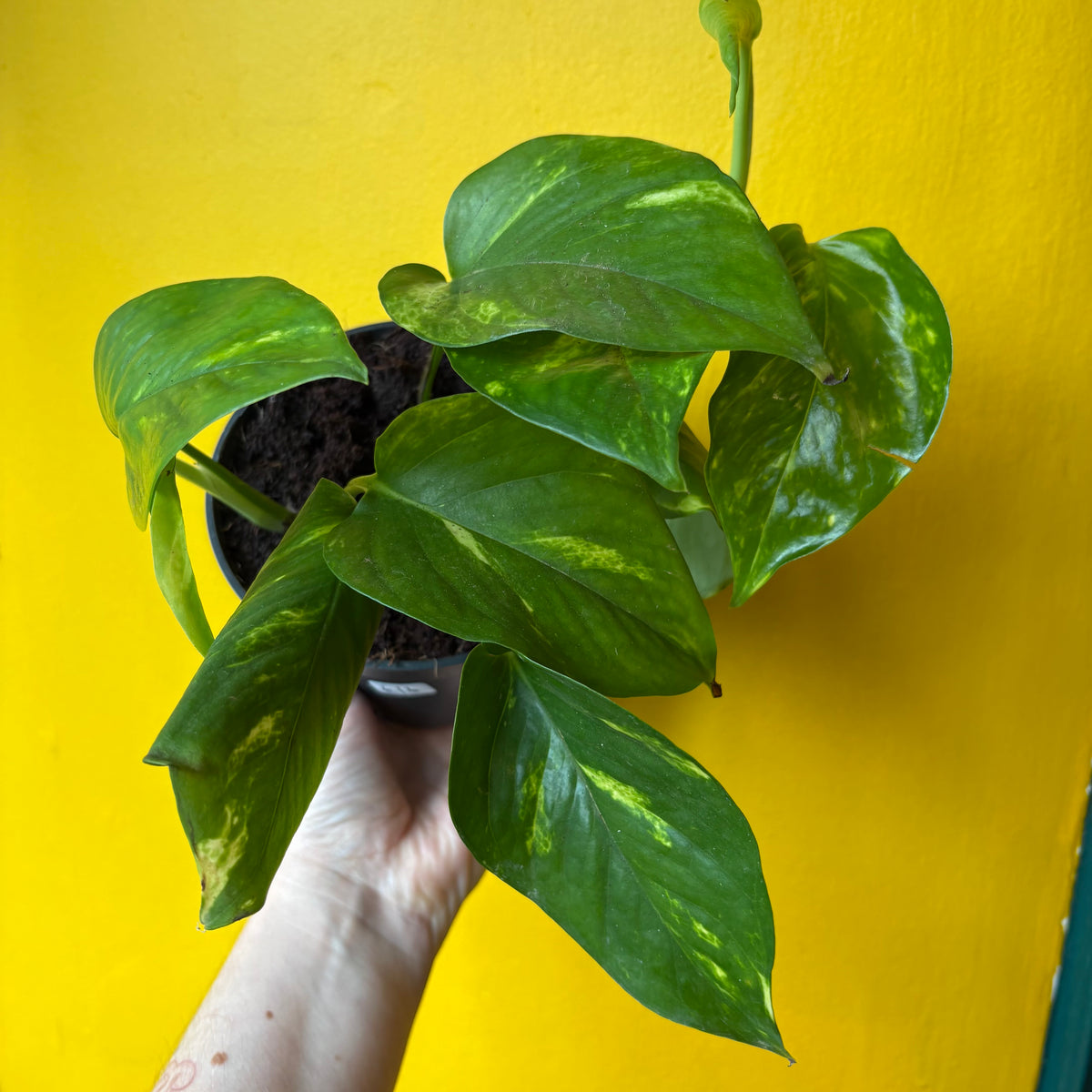 Pothos 'Golden/Lime'- Medium