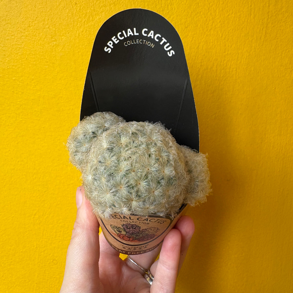 Cacti Mix- Small