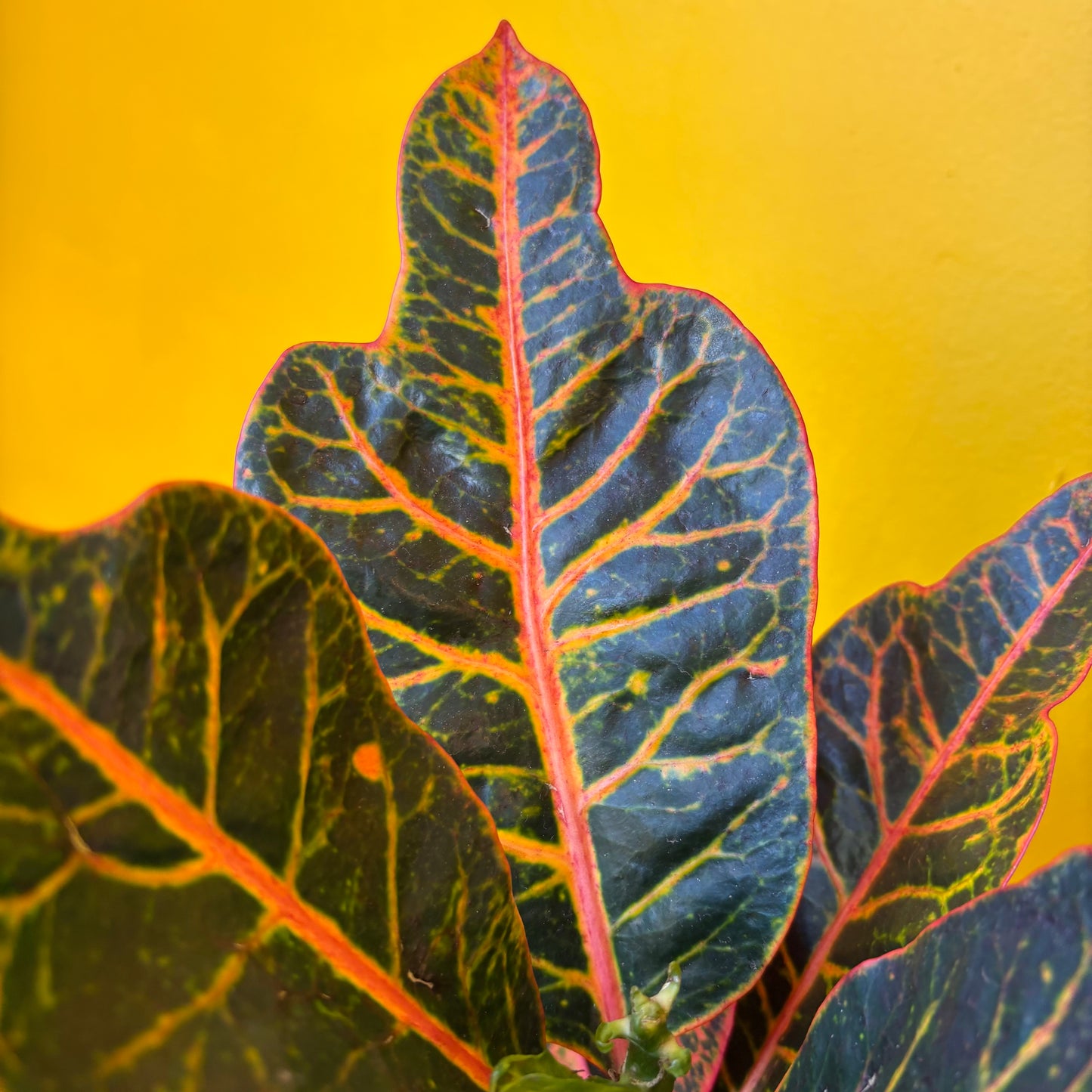 Croton 'Excellent' - Medium