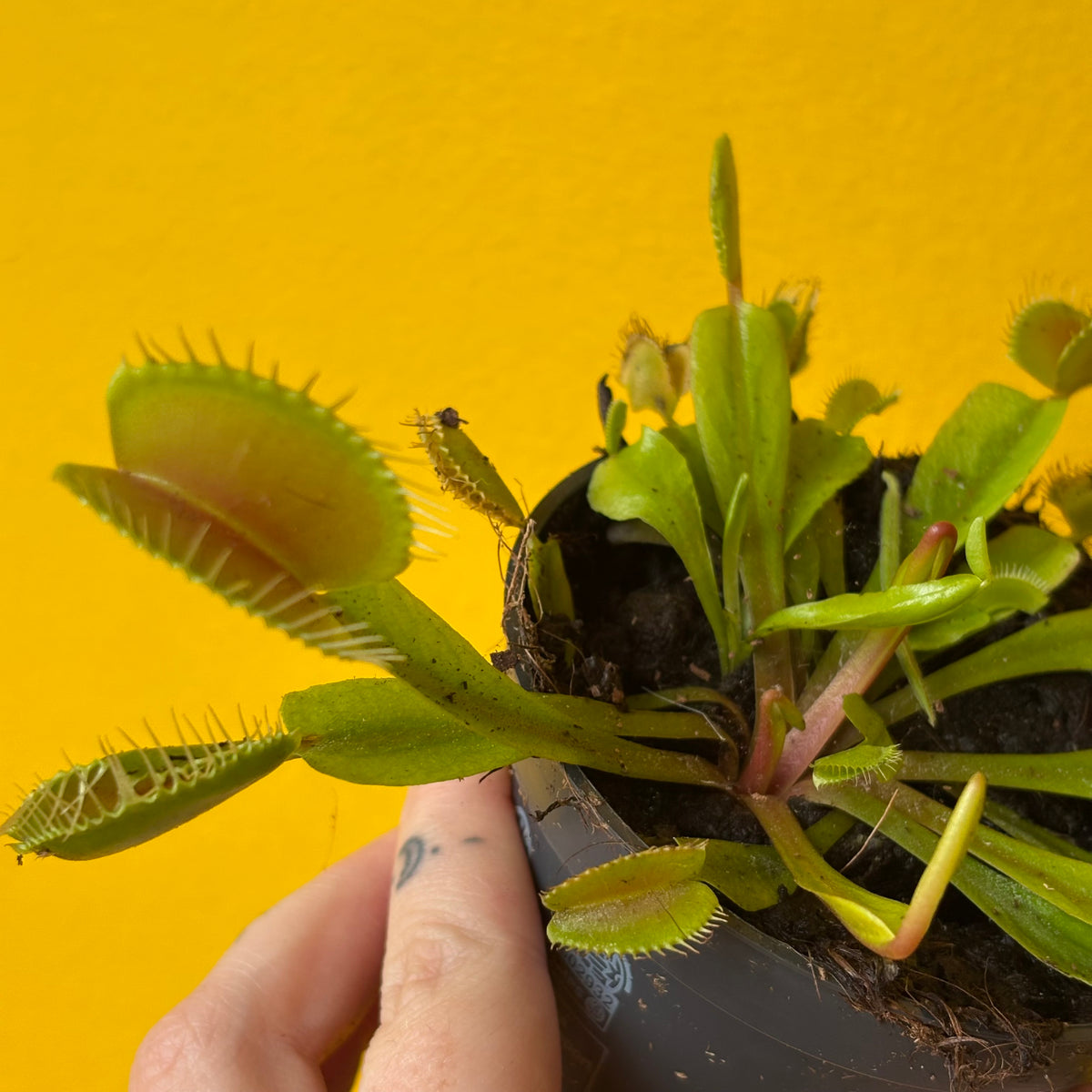 Carnivorous Venus Fly Trap