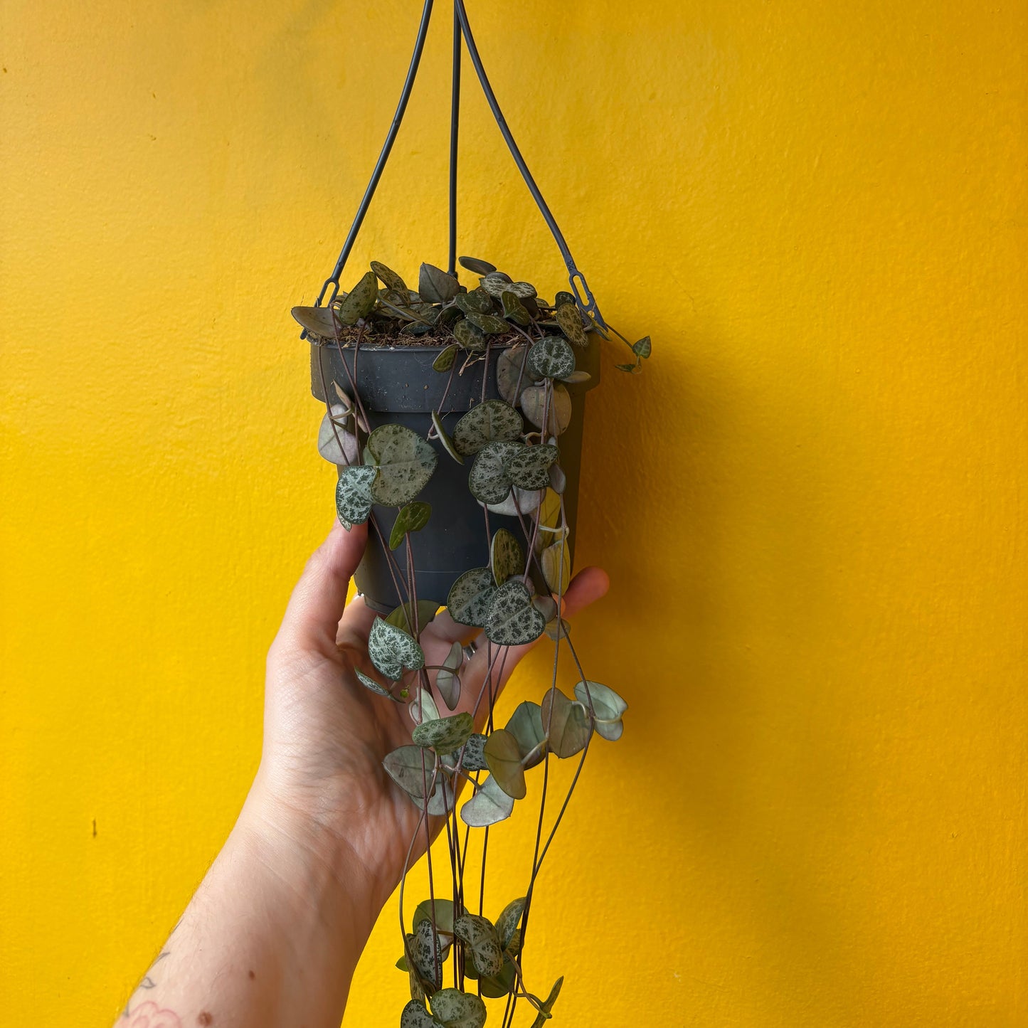 String of Hearts