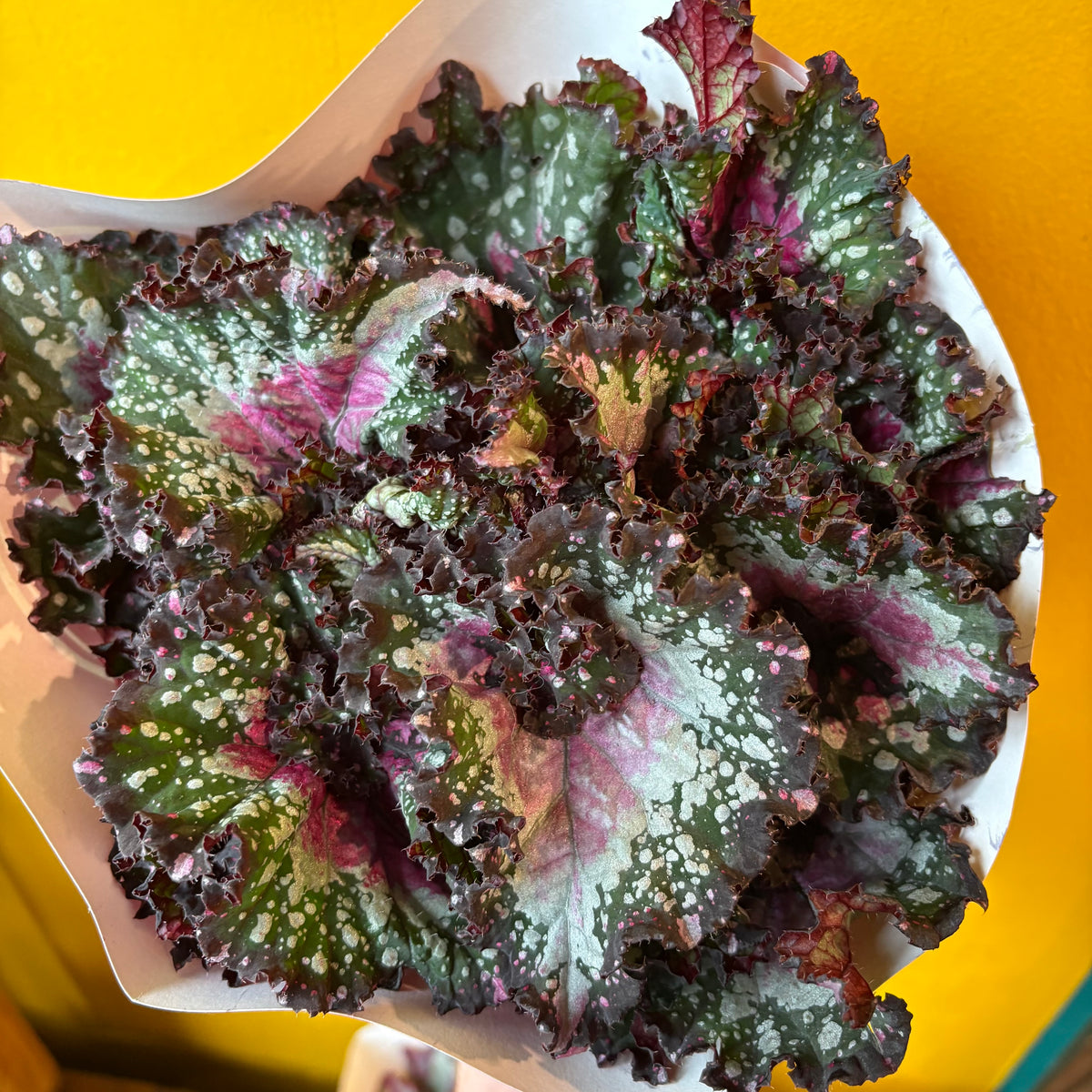 Begonia Rexs' - Large
