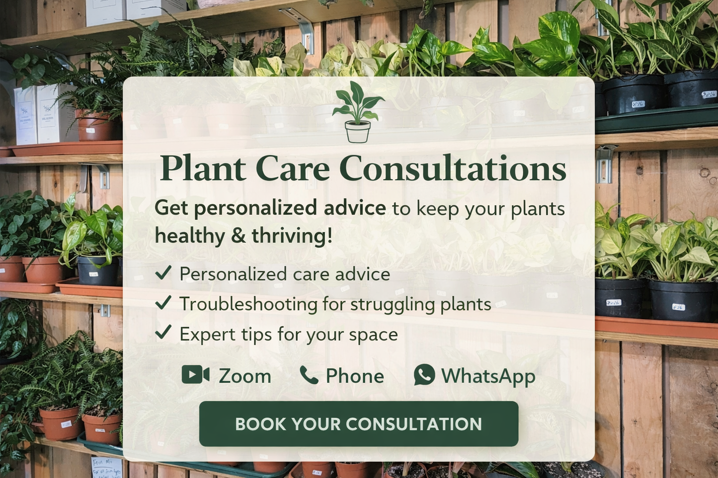 Houseplant Care Consultations 🌿