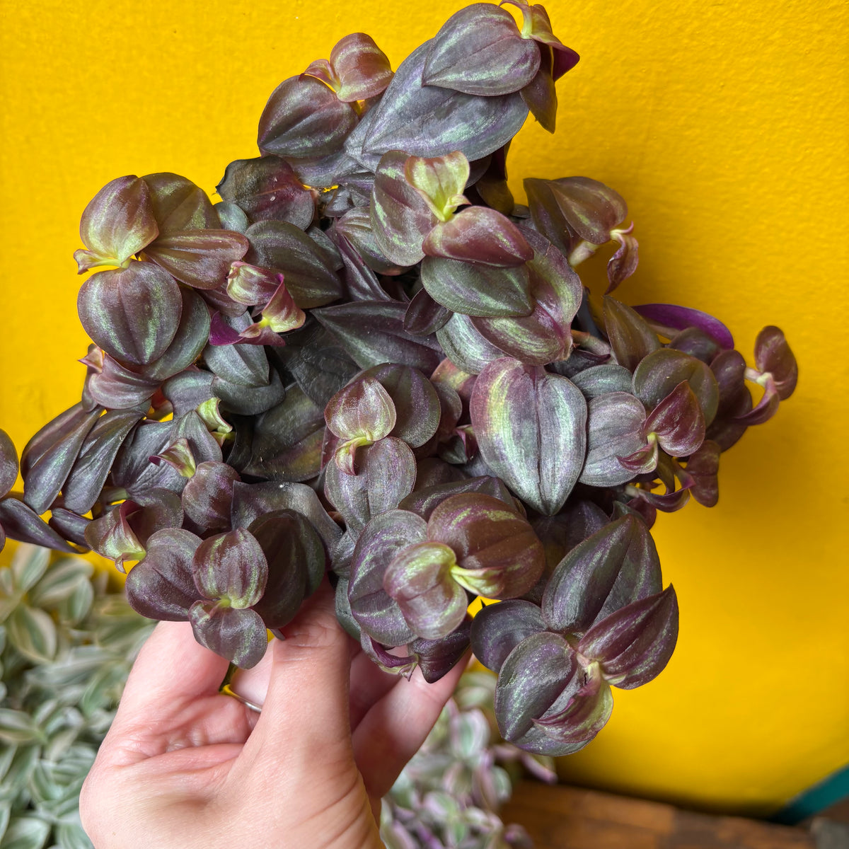 Spiderworts (Tradescantia)
