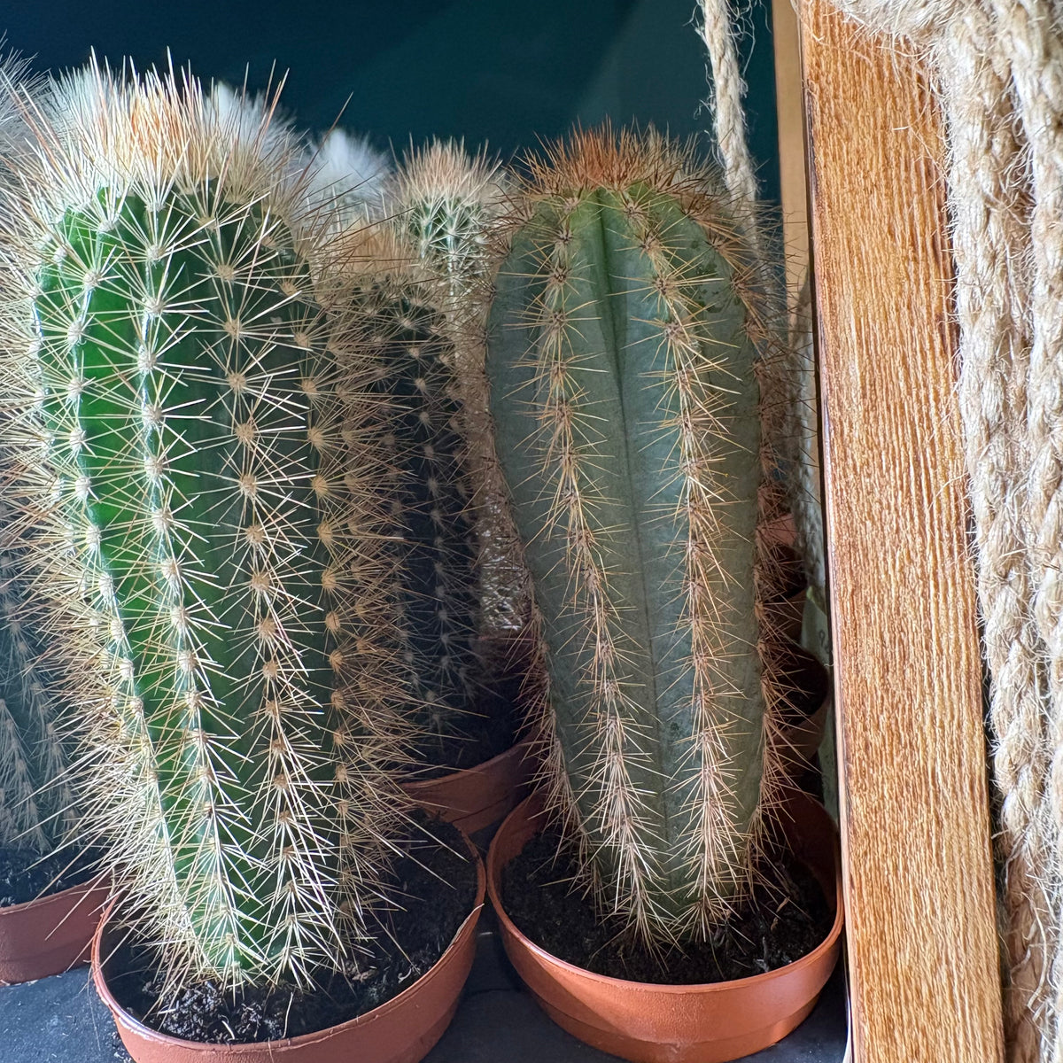 Cactus Mini's that grow tall