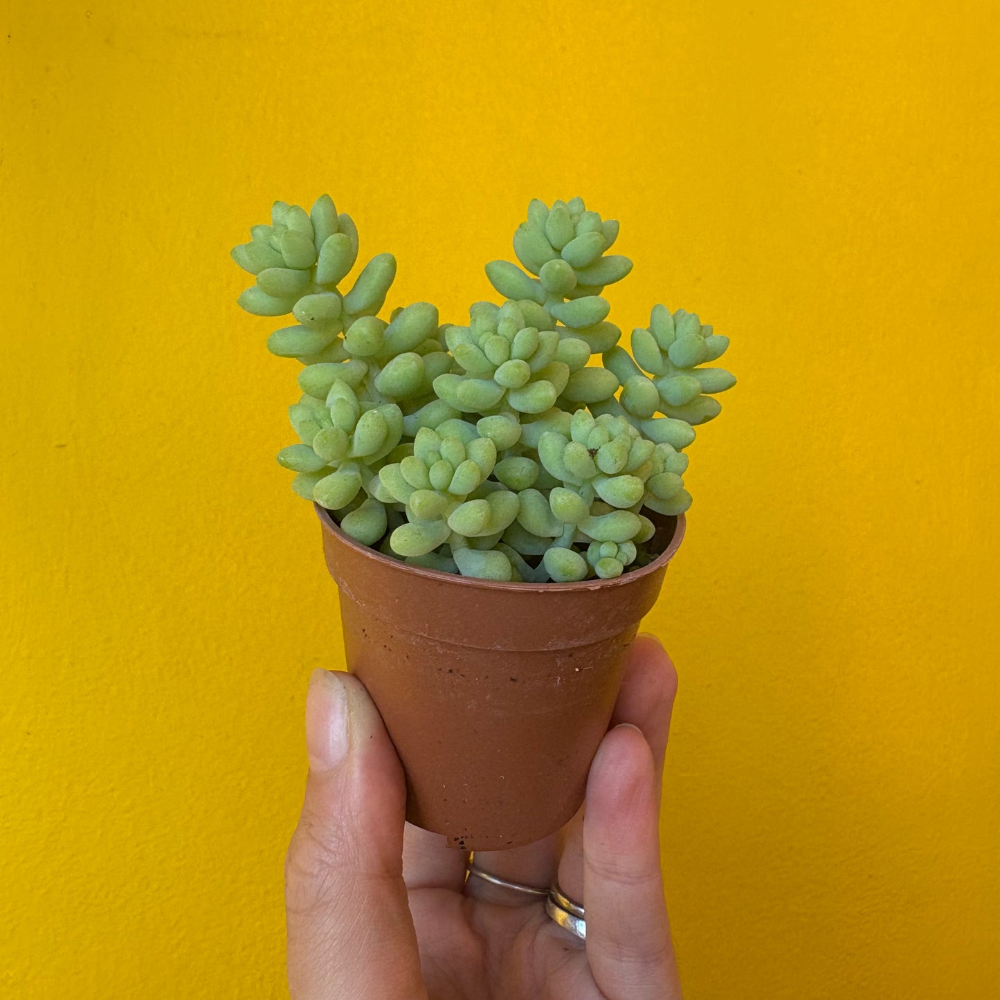 Donkeys/Burros Tail Succulent - Small