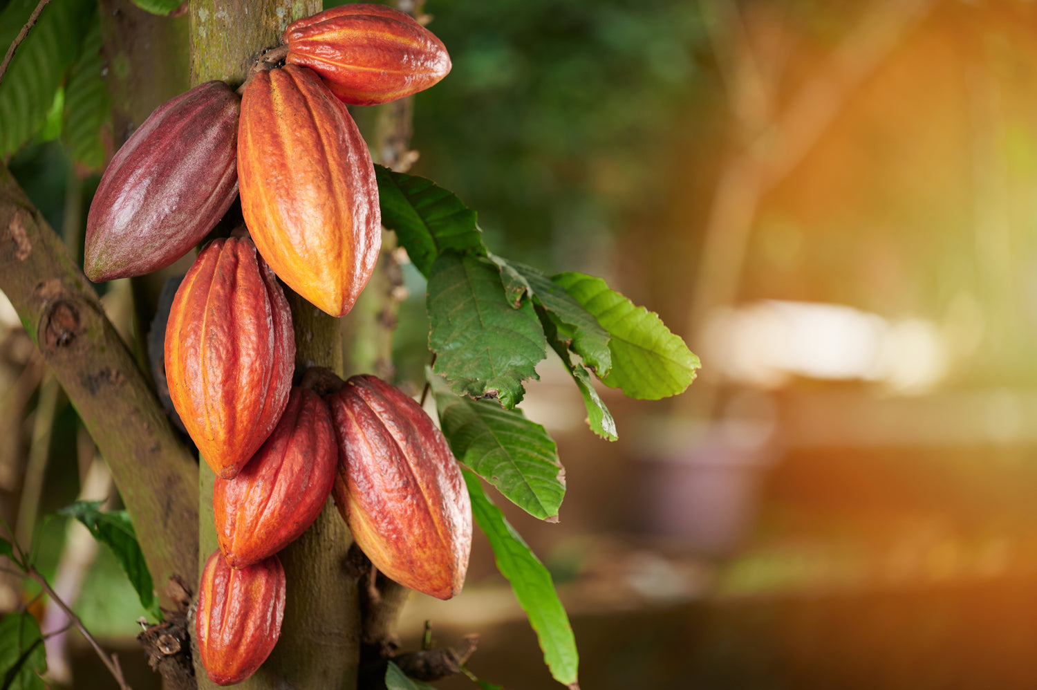 Cacao Tree whit big red bean, to depic the benefits of Cacao