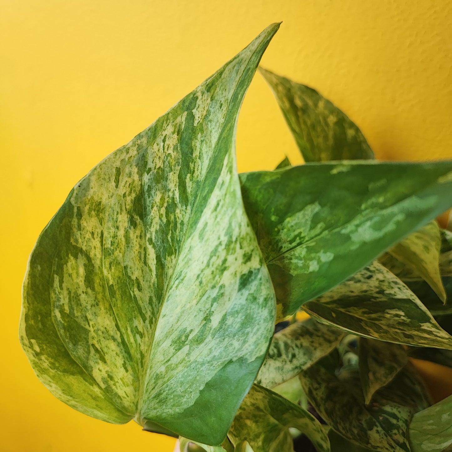 Pothos Rare Marble Queen Hanging