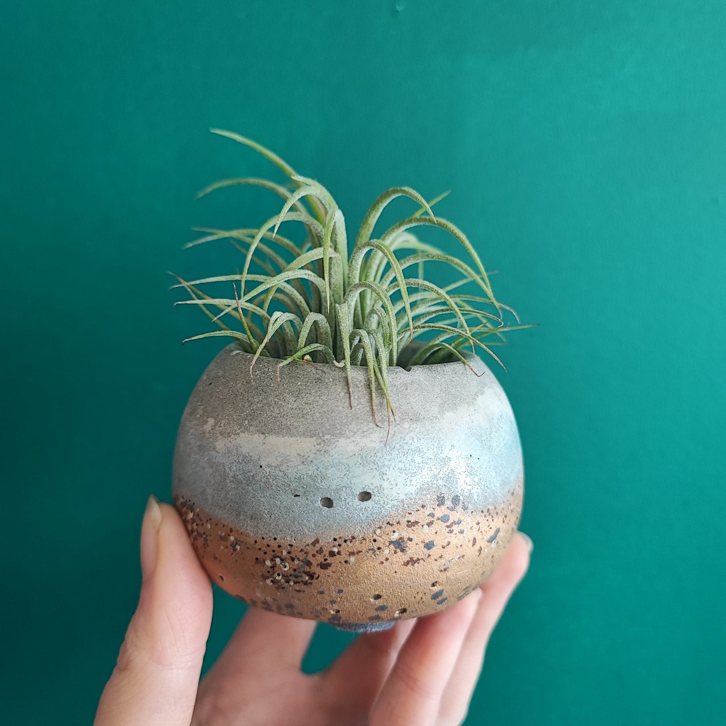 Airplant + Pot