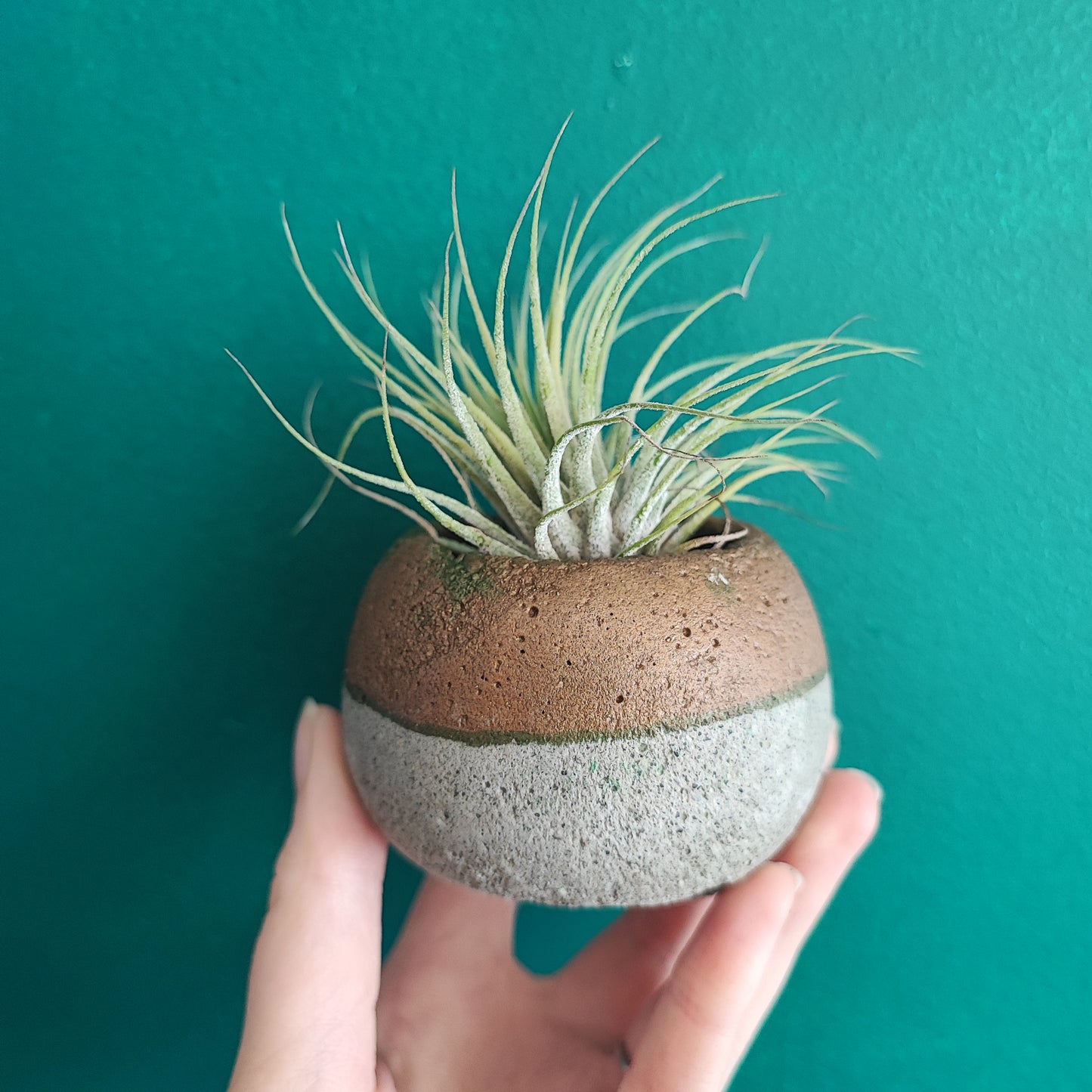 Airplant + Pot