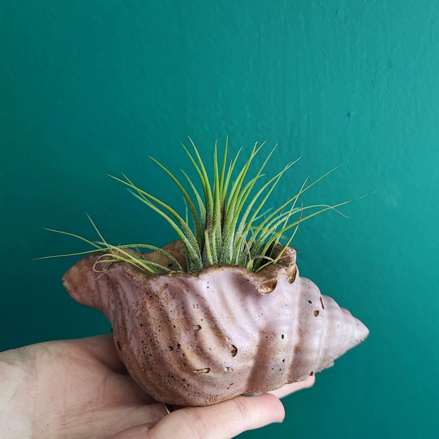 Airplant + Pot