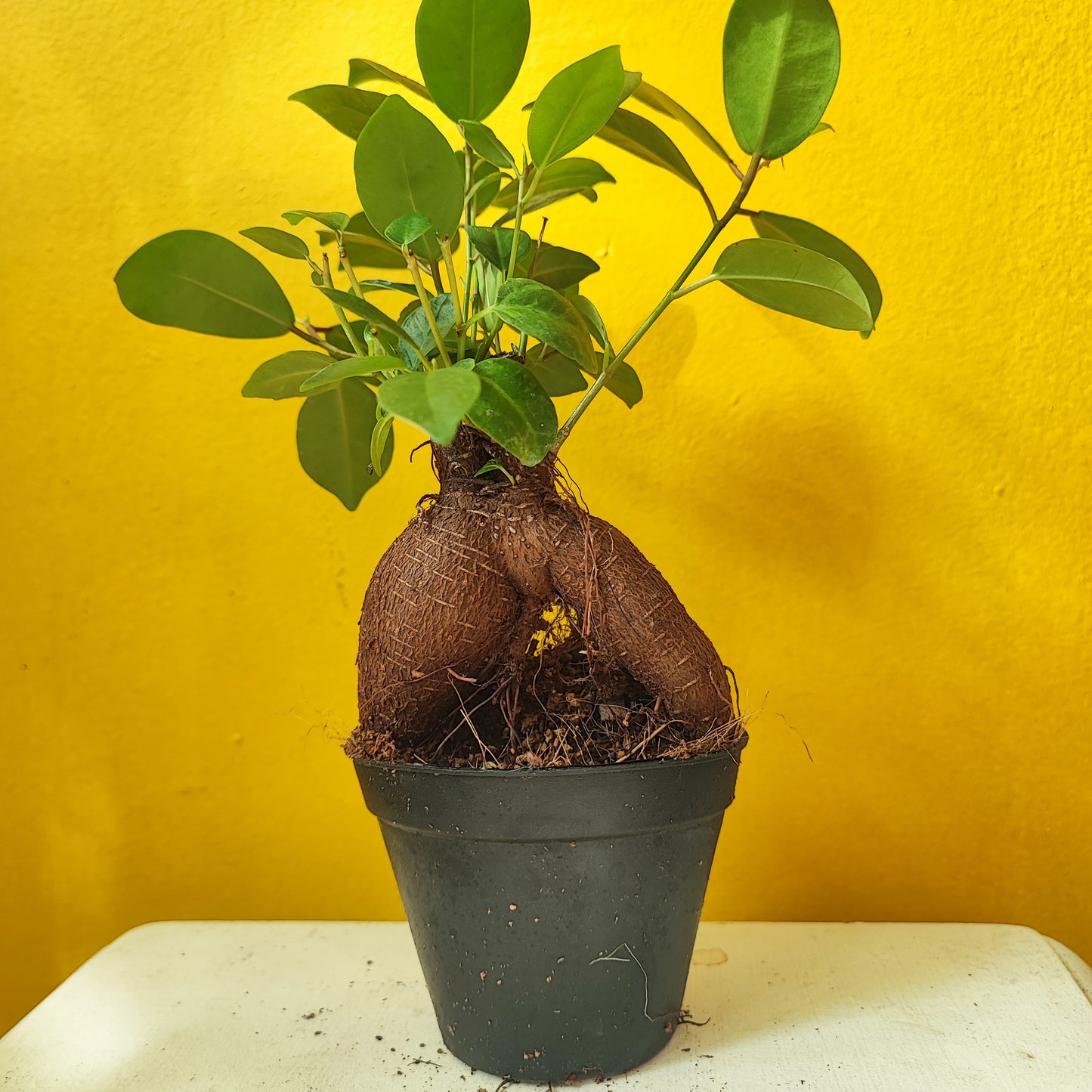 Ginseng Ficus