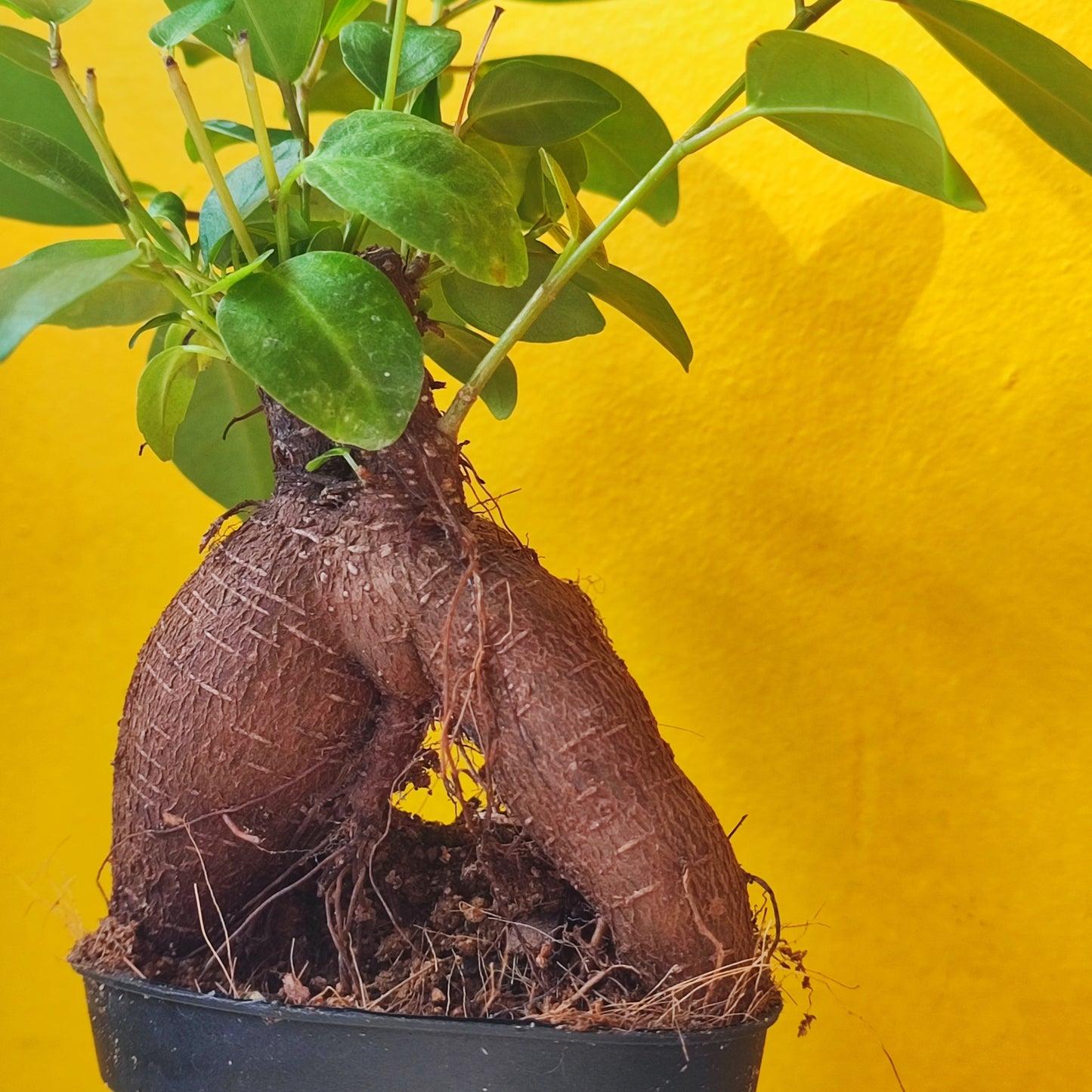 Ginseng Ficus