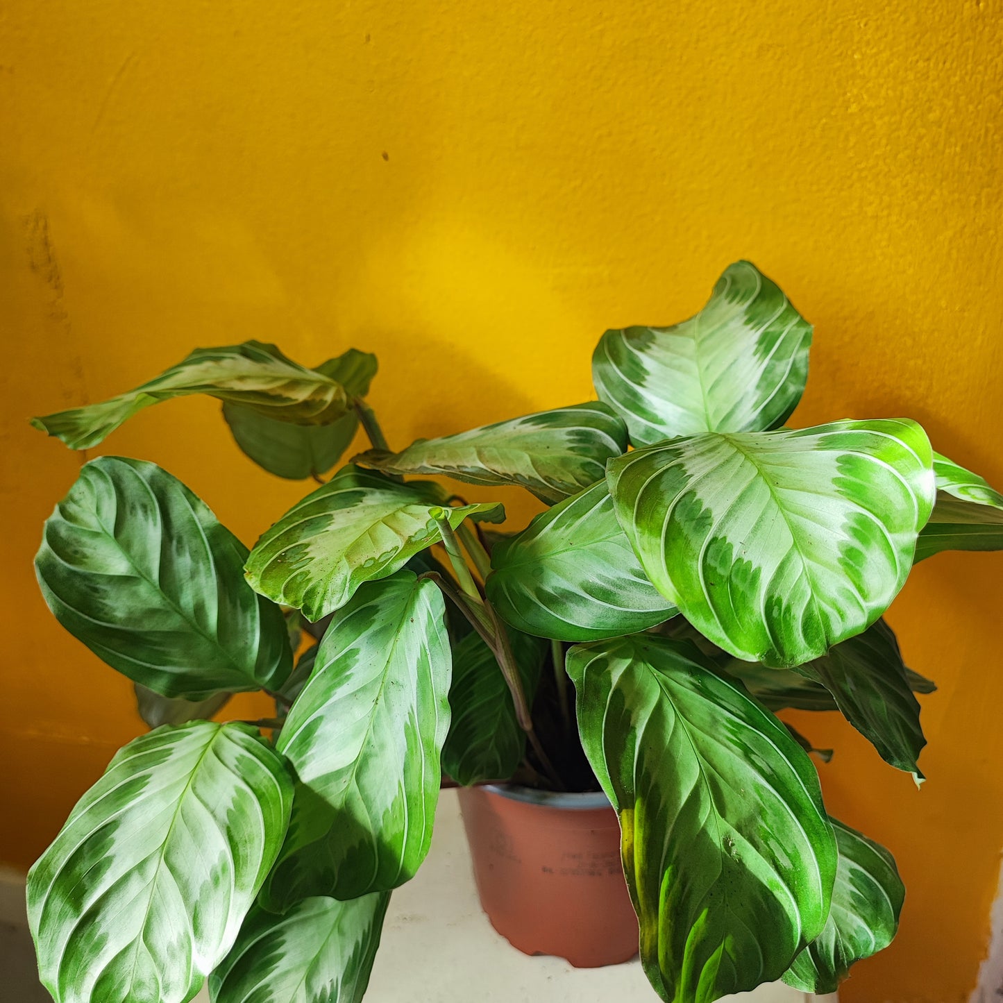 Prayer Plant Rare Silver Band