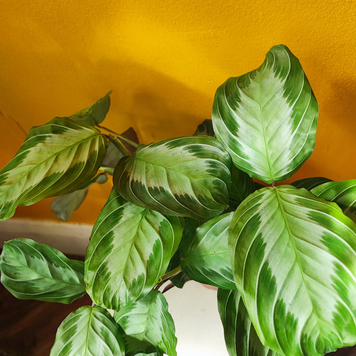 Prayer Plant Rare Silver Band