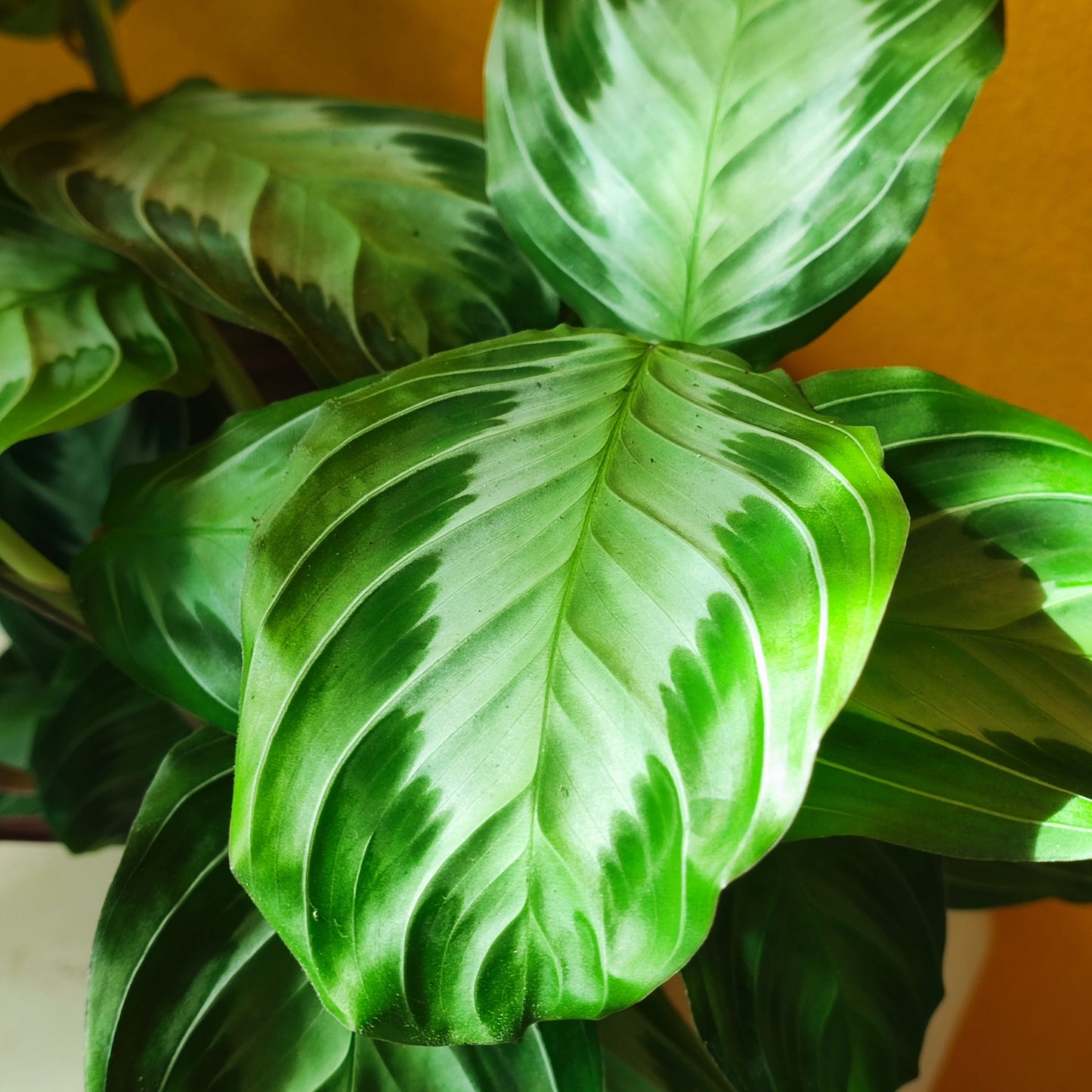 Prayer Plant Rare Silver Band