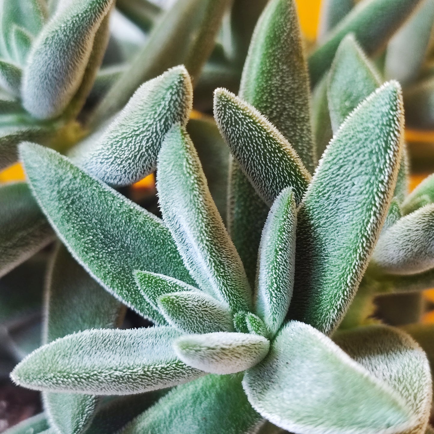 Crassula 'Tarantula' Succulent
