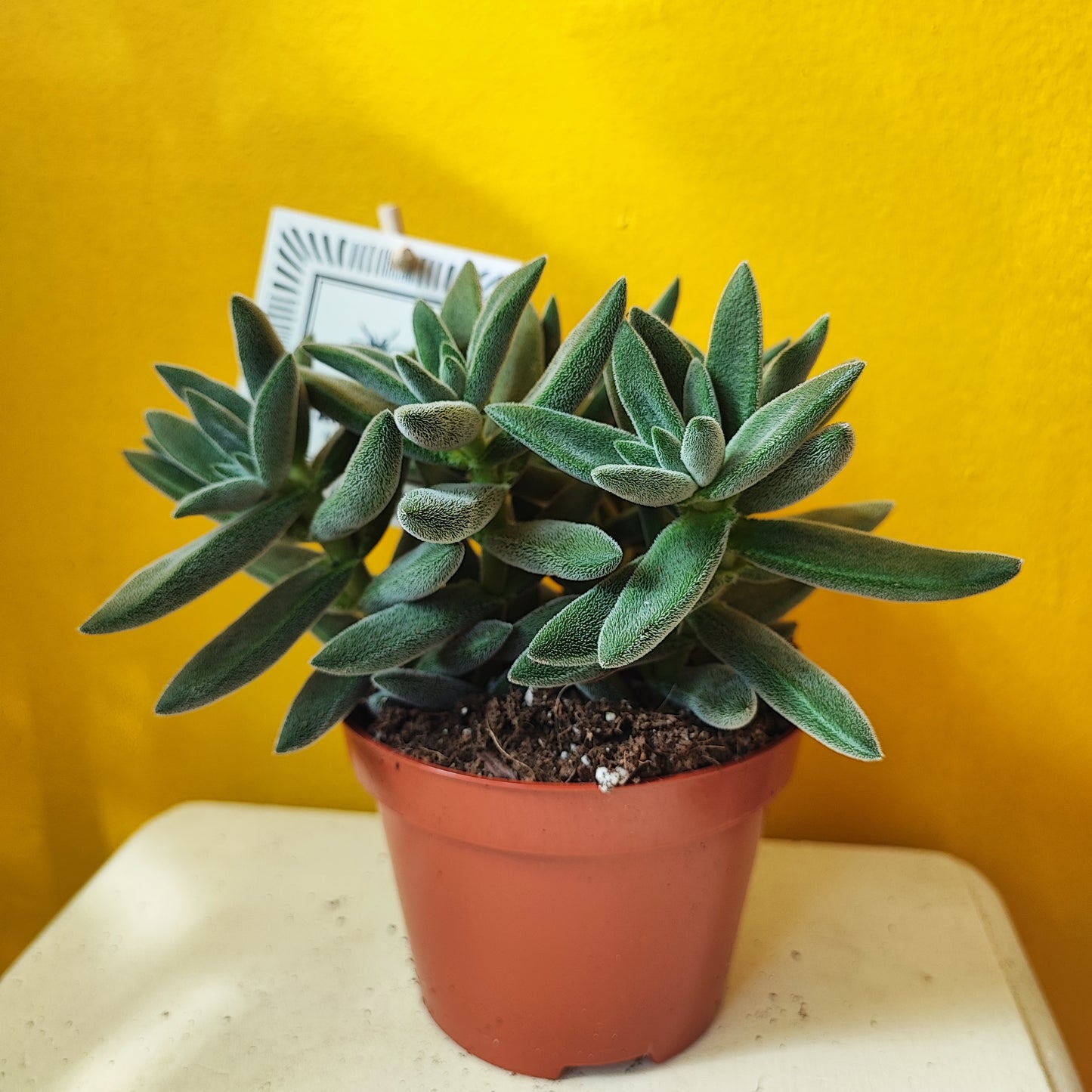 Crassula 'Tarantula' Succulent