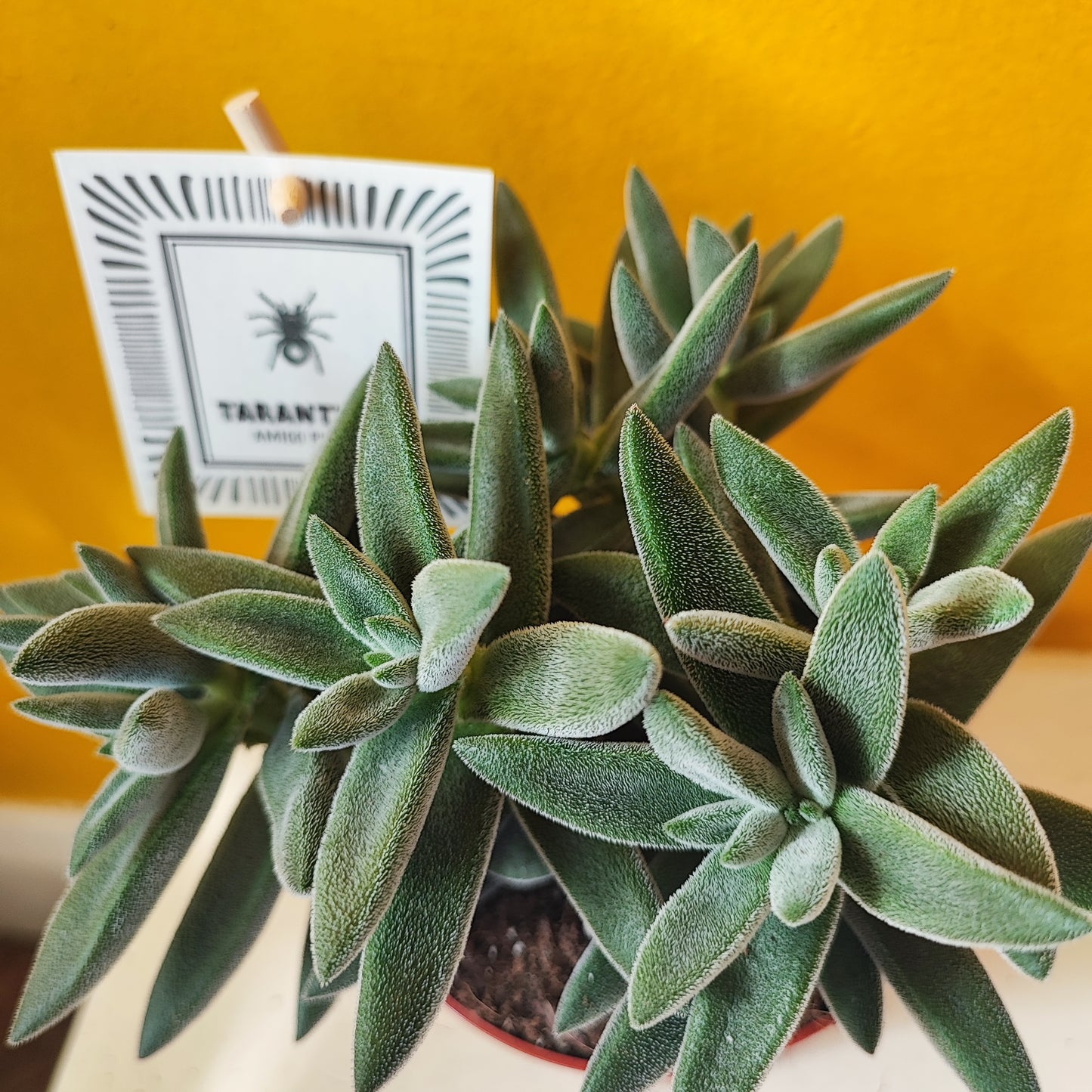 Crassula 'Tarantula' Succulent