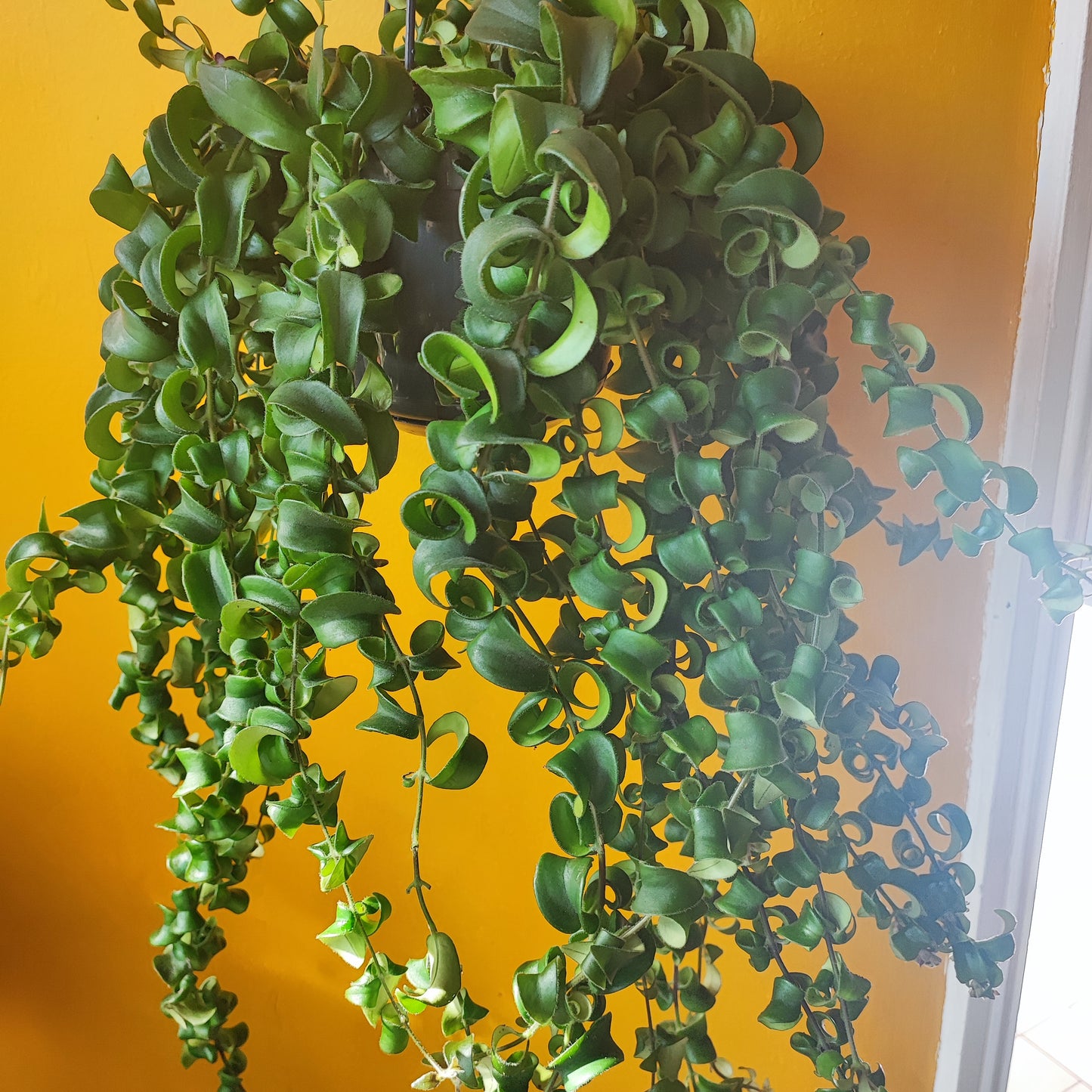 Lipstick Plant Hanging