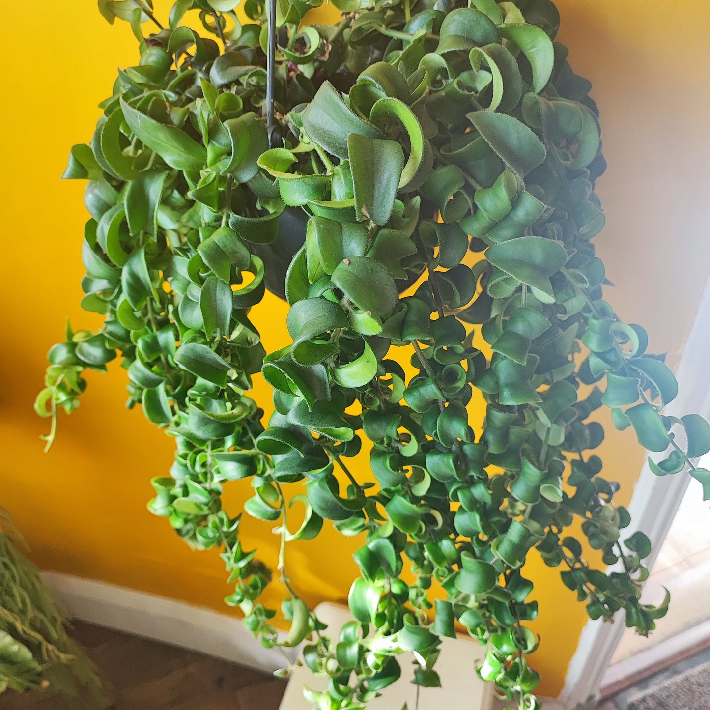 Lipstick Plant Hanging