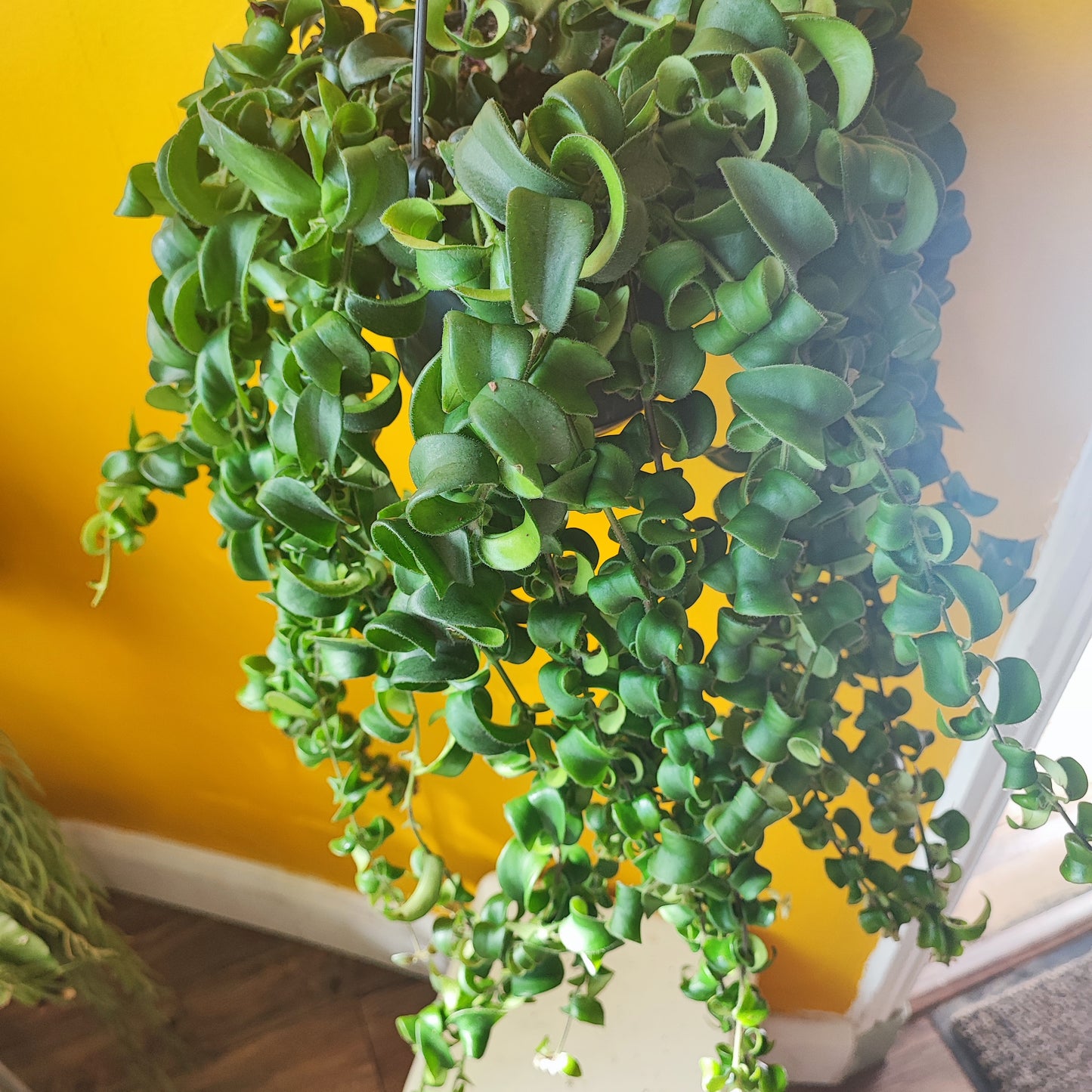 Lipstick Plant Hanging