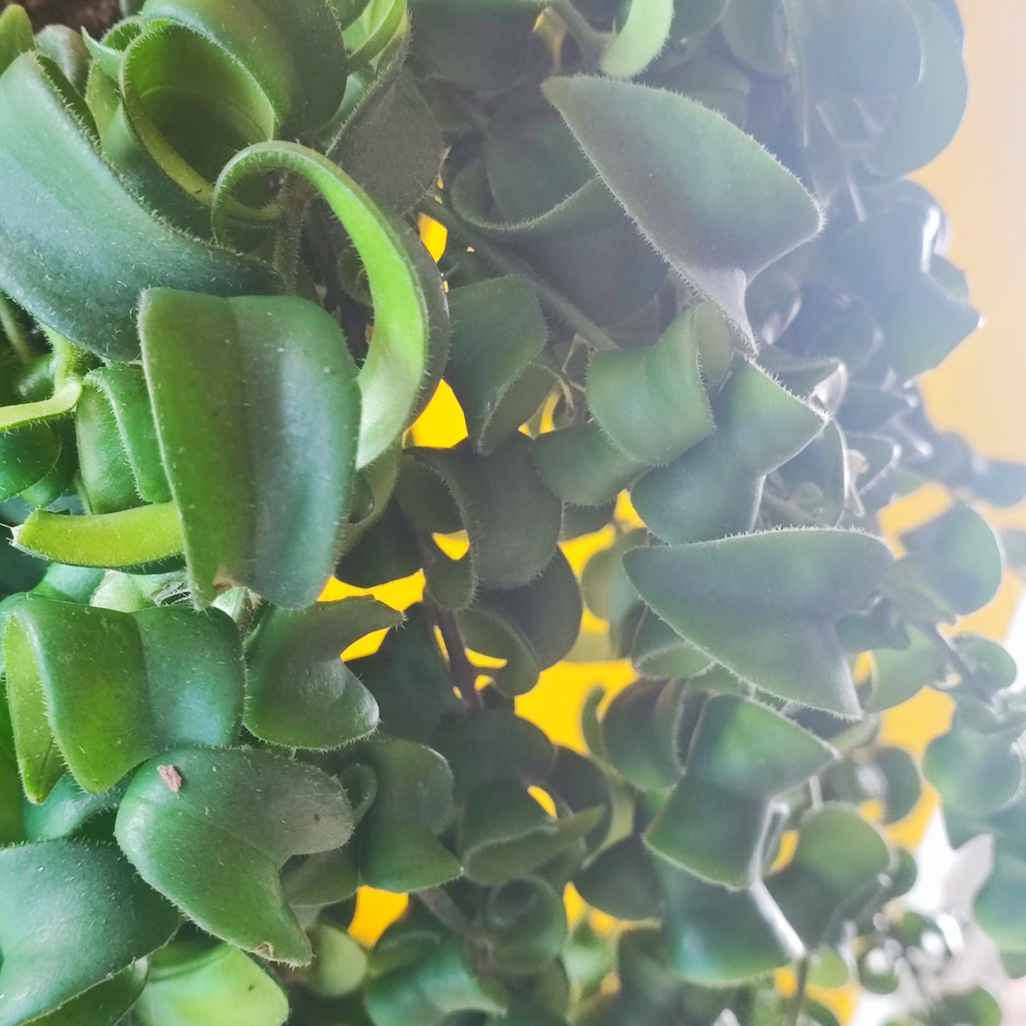 Lipstick Plant Hanging