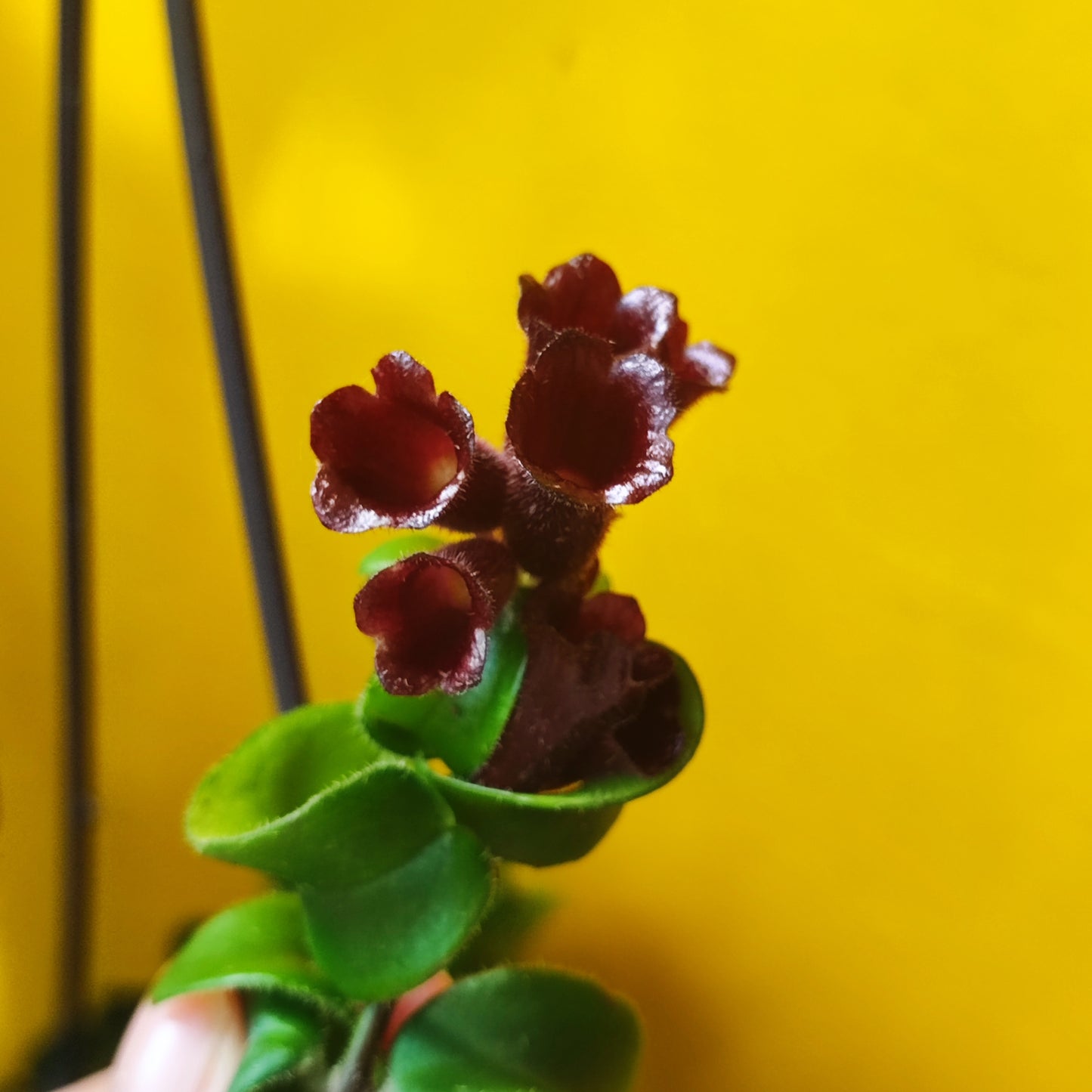 Lipstick Plant Hanging