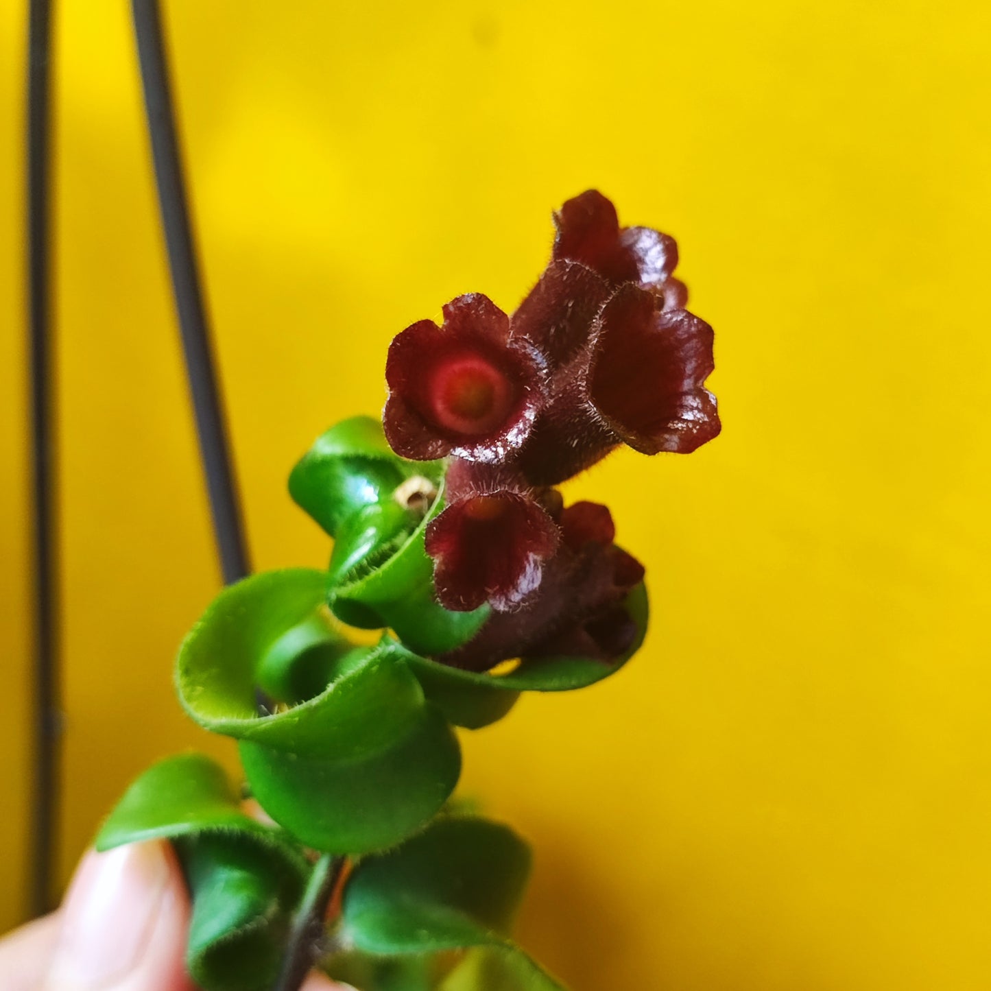 Lipstick Plant Hanging