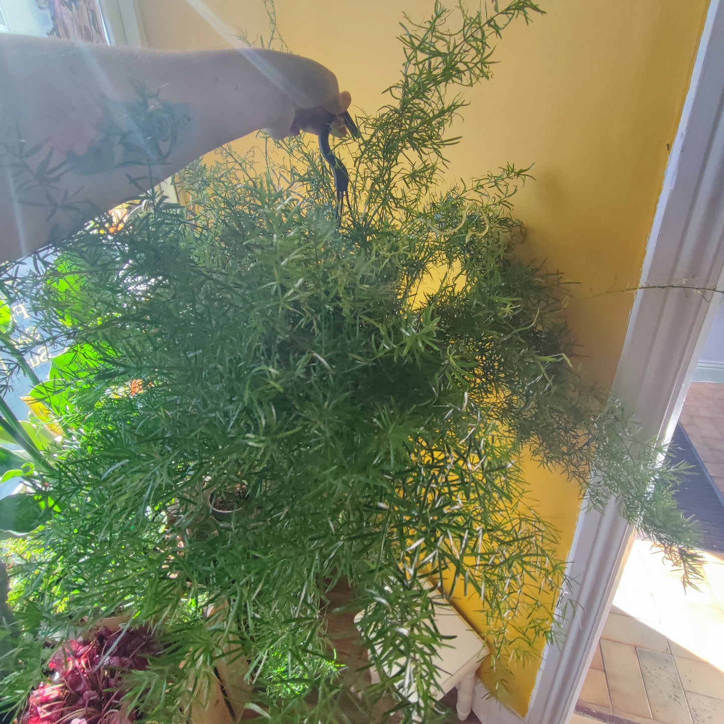 Asparagus Fern 'Sprengeri' Hanging