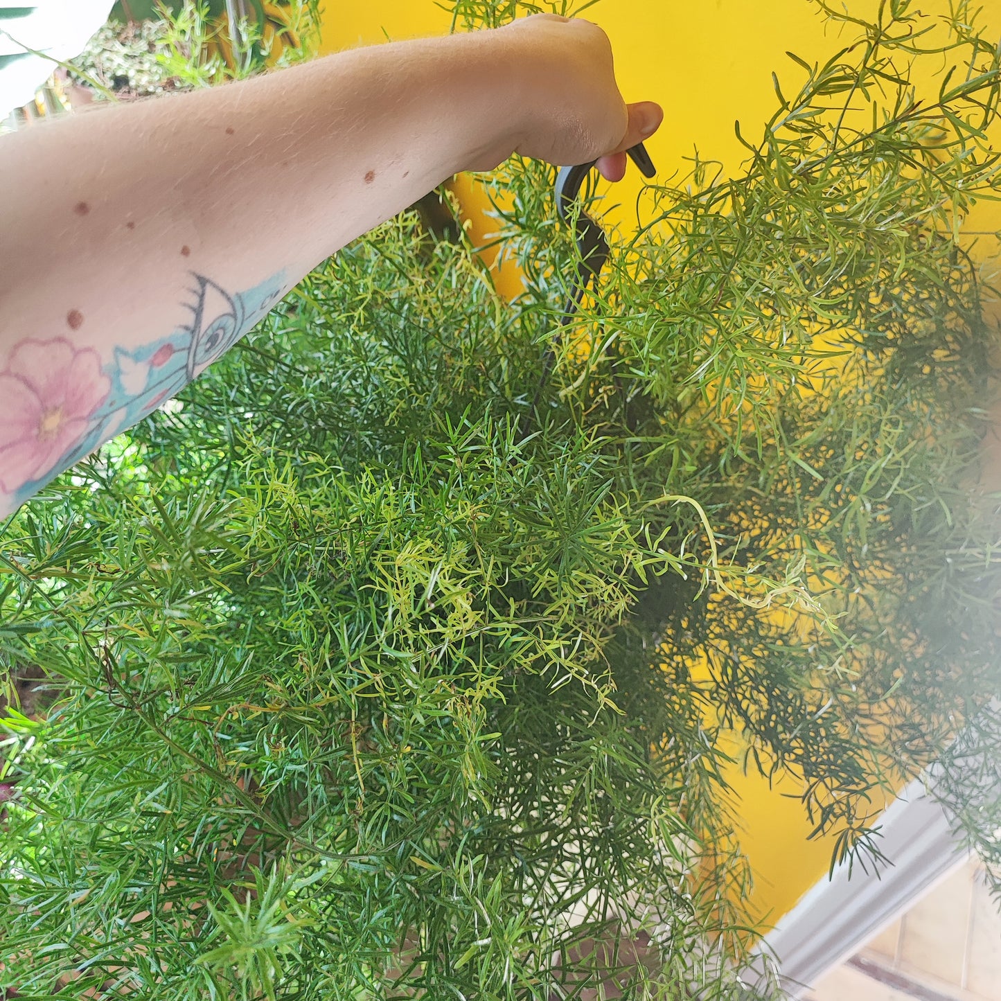 Asparagus Fern 'Sprengeri' Hanging