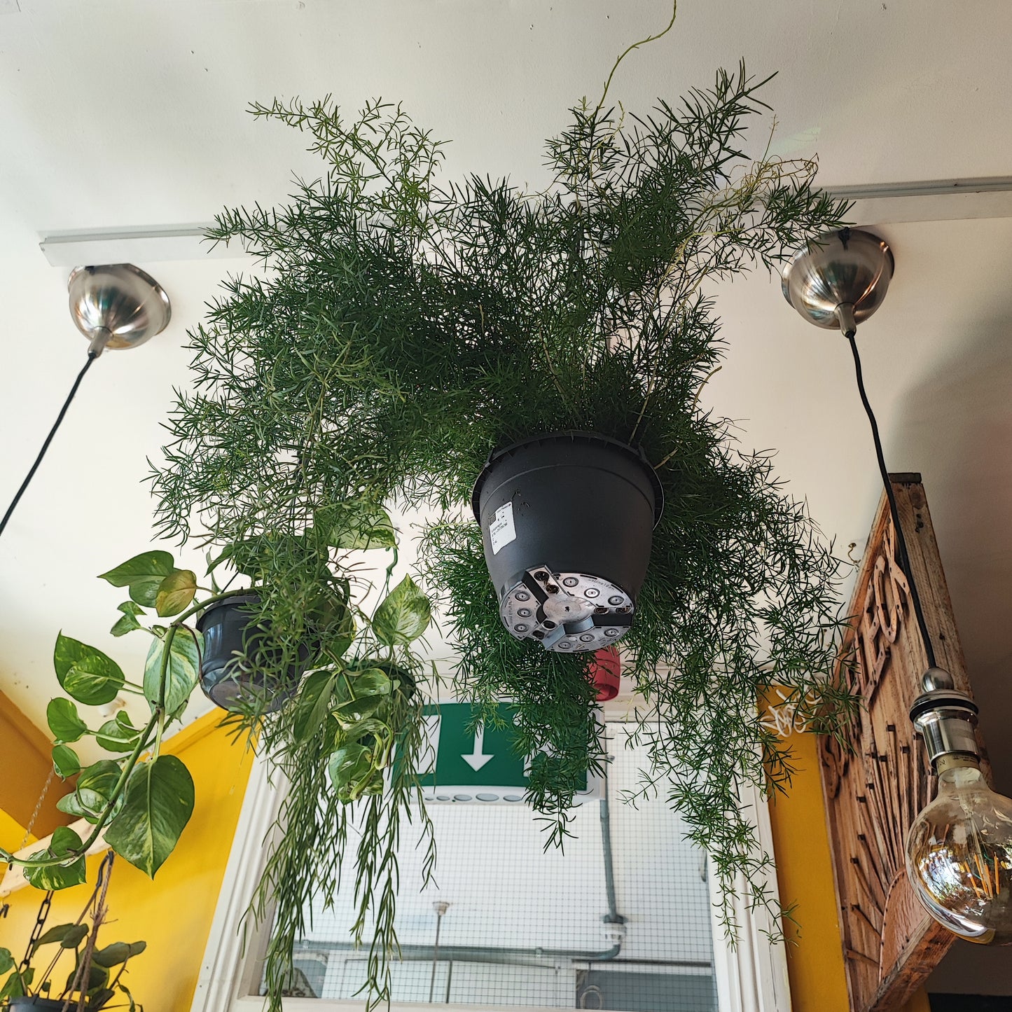 Asparagus Fern 'Sprengeri' Hanging
