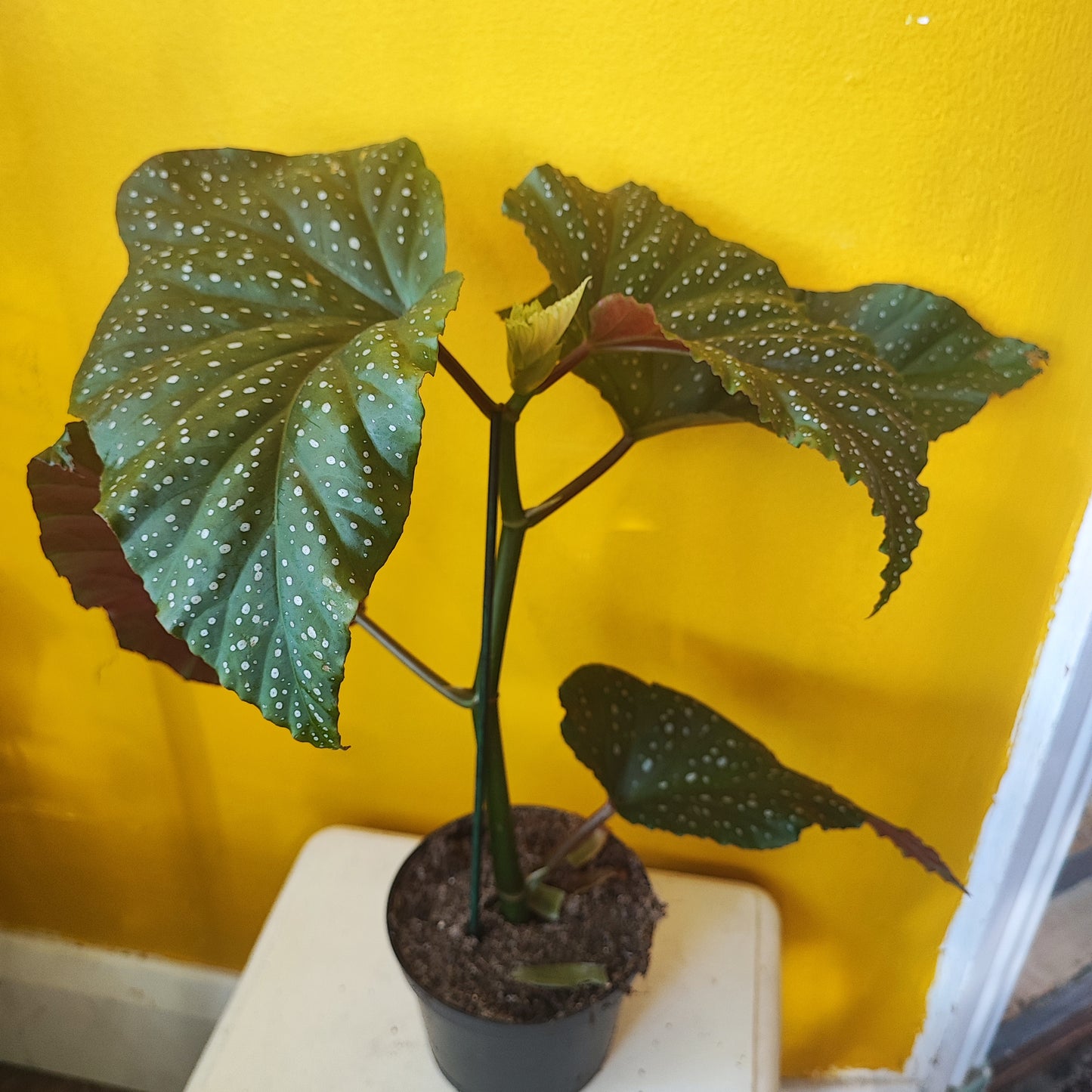 Begonia Polka Dot Mix