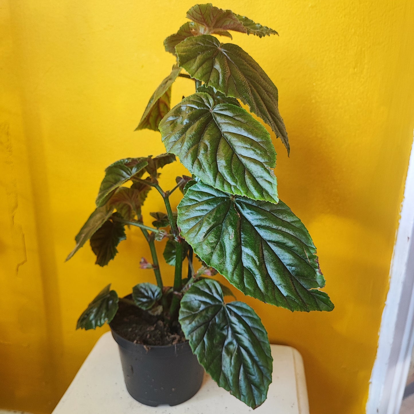 Begonia Polka Dot Mix