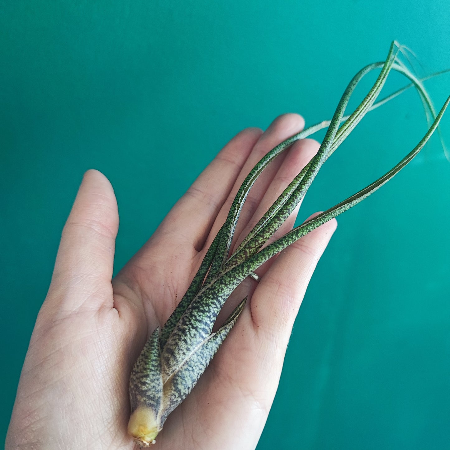 Airplants
