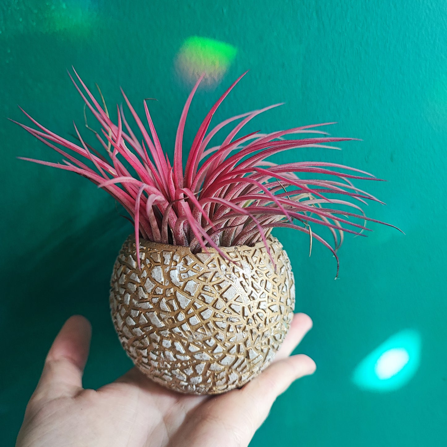 Airplant + Pot