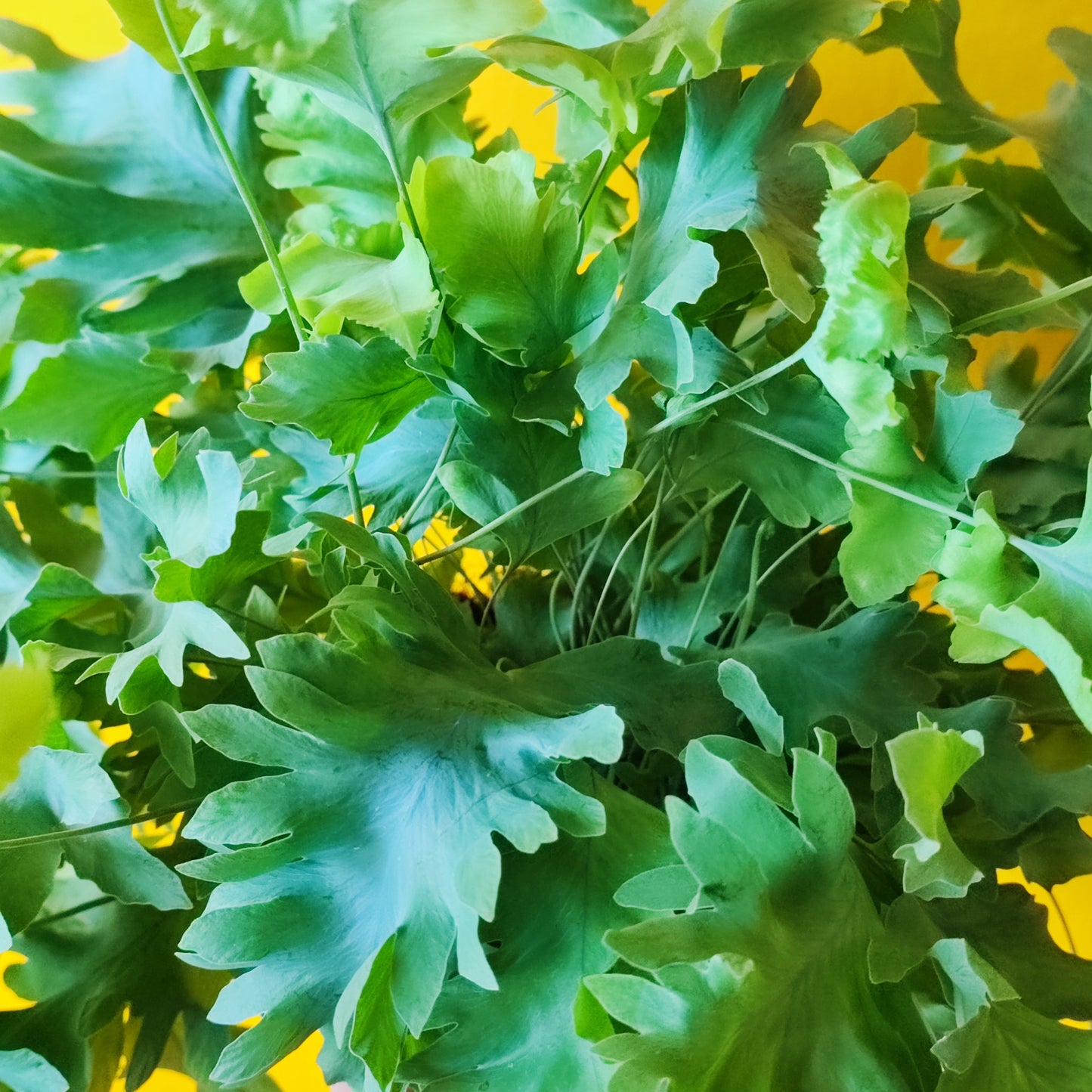 Blue Star Fern