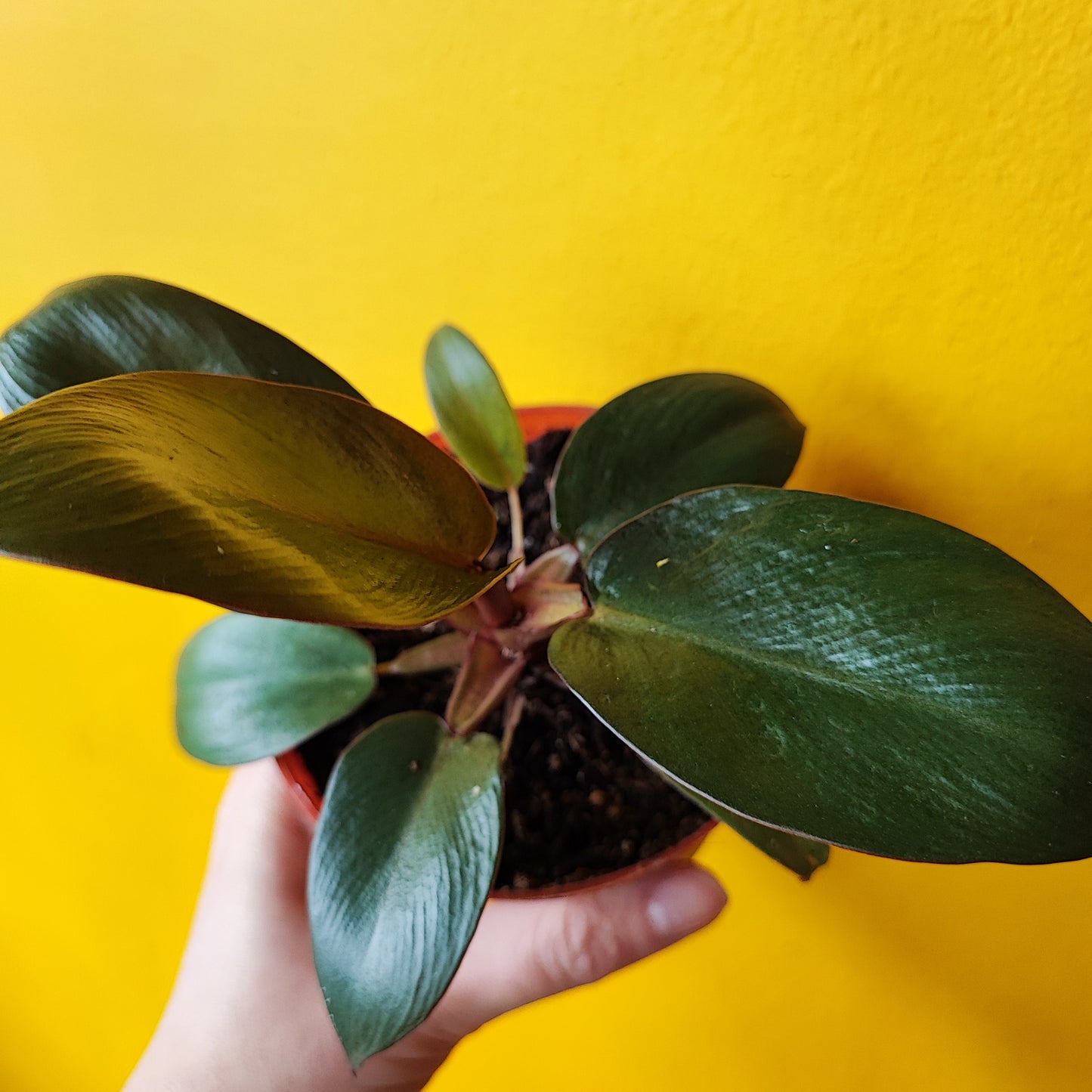 Philodendron Red Congo