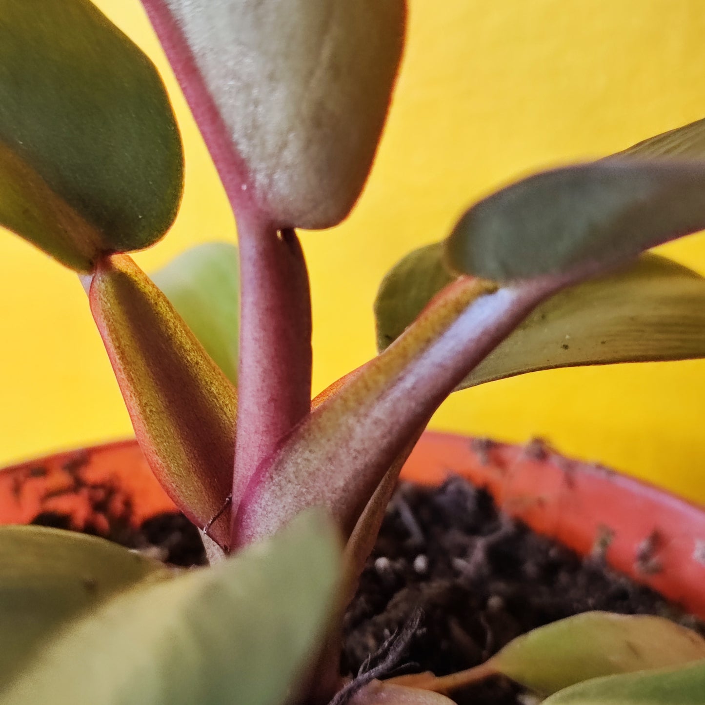 Philodendron Red Congo