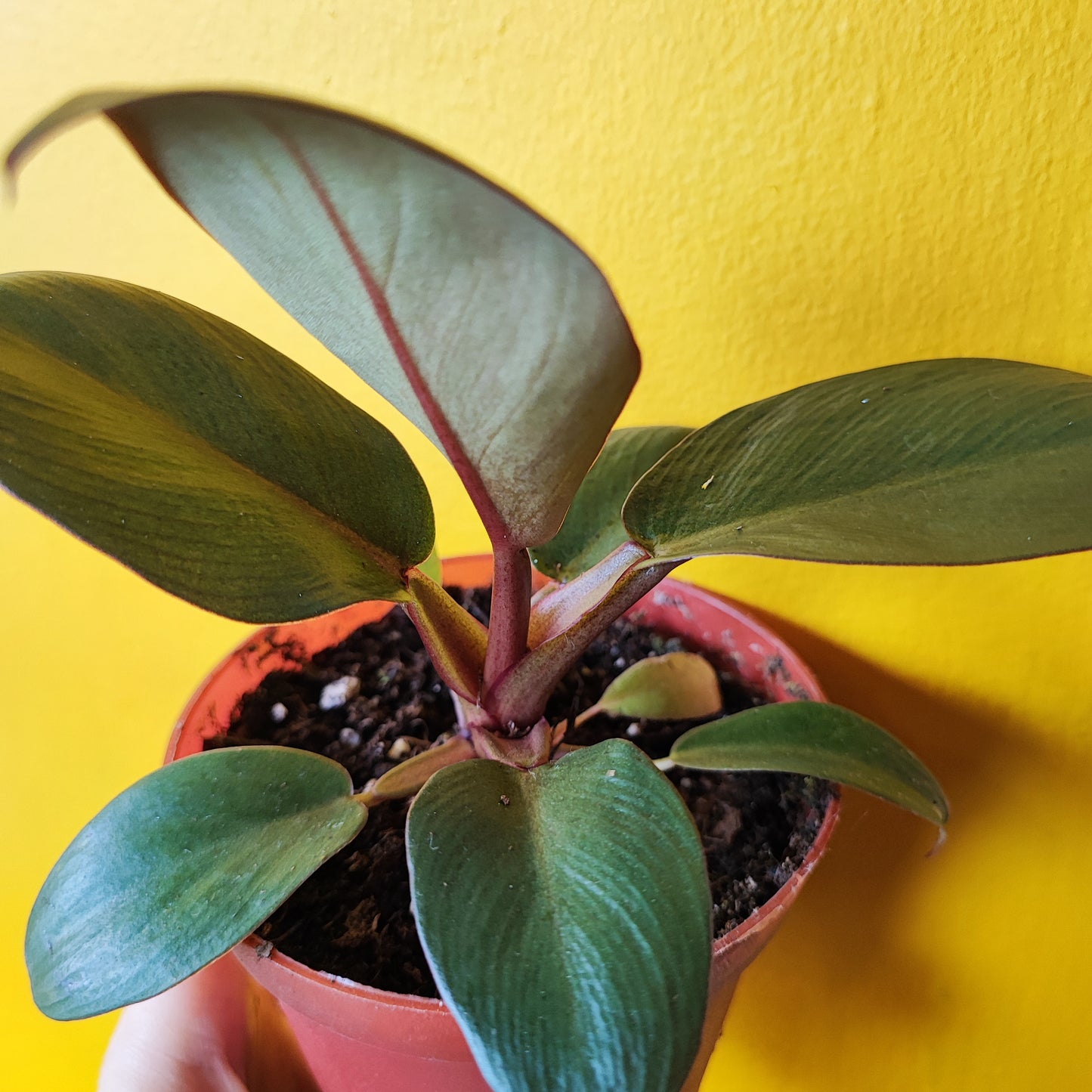 Philodendron Red Congo